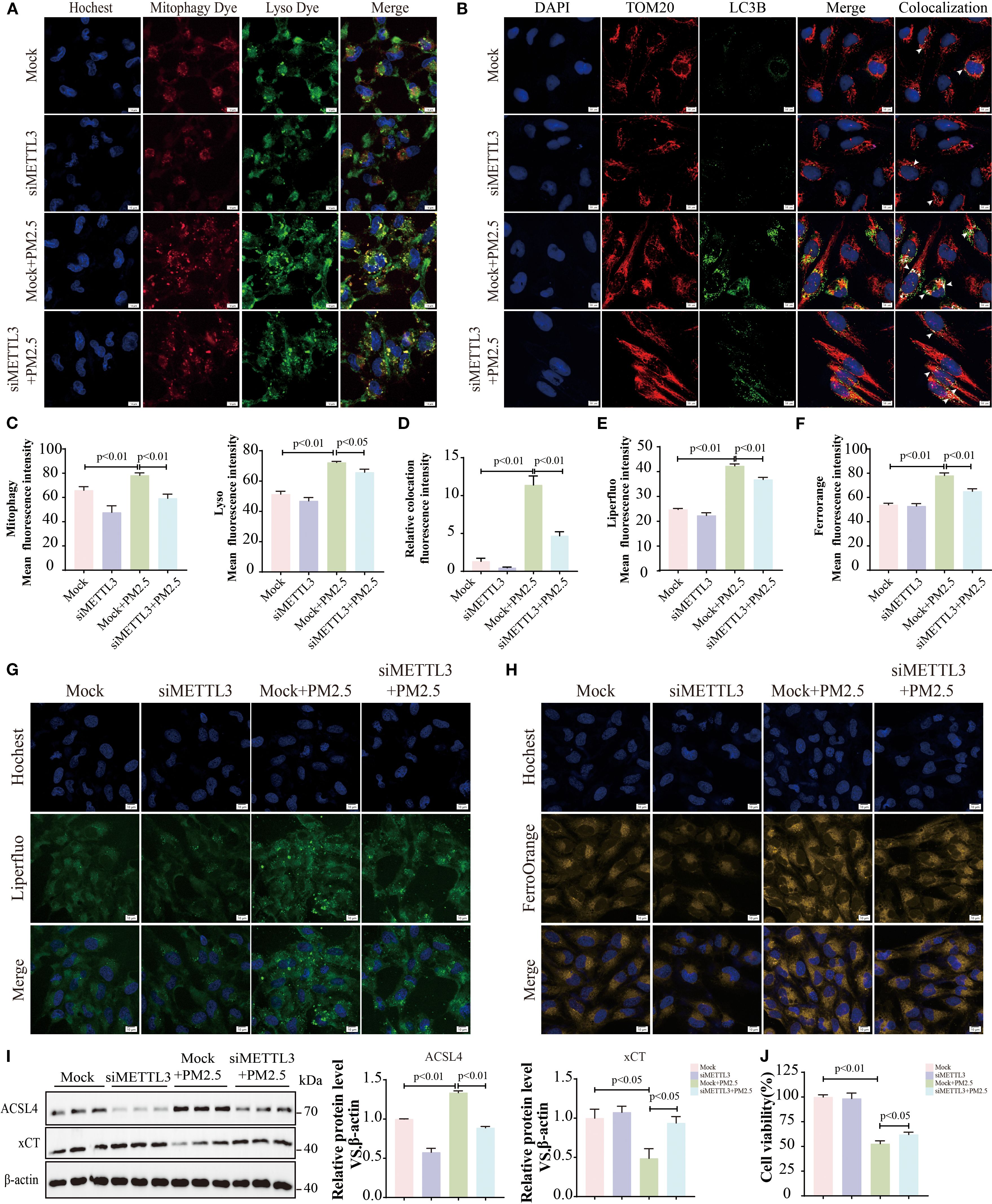 Composite image depicting cellular analysis and data visualization. Panels A and B display stained cell images with various dyes indicating cellular components like Nuclei, Mitophagy, Lysosomes, Mitochondria, and LC3B. Panels C to F include bar graphs showing fluorescence intensity for Mitophagy, Lysosome, Oxidation, Lipid Peroxidation, and Ferroptosis under different conditions. Panels G and H show cell images for Lipid Peroxidation and Ferroptosis indicators. Panel I has Western blot results with corresponding protein level graphs for ACSL4 and xCT. Panel J shows cell viability percentages under different experimental setups.