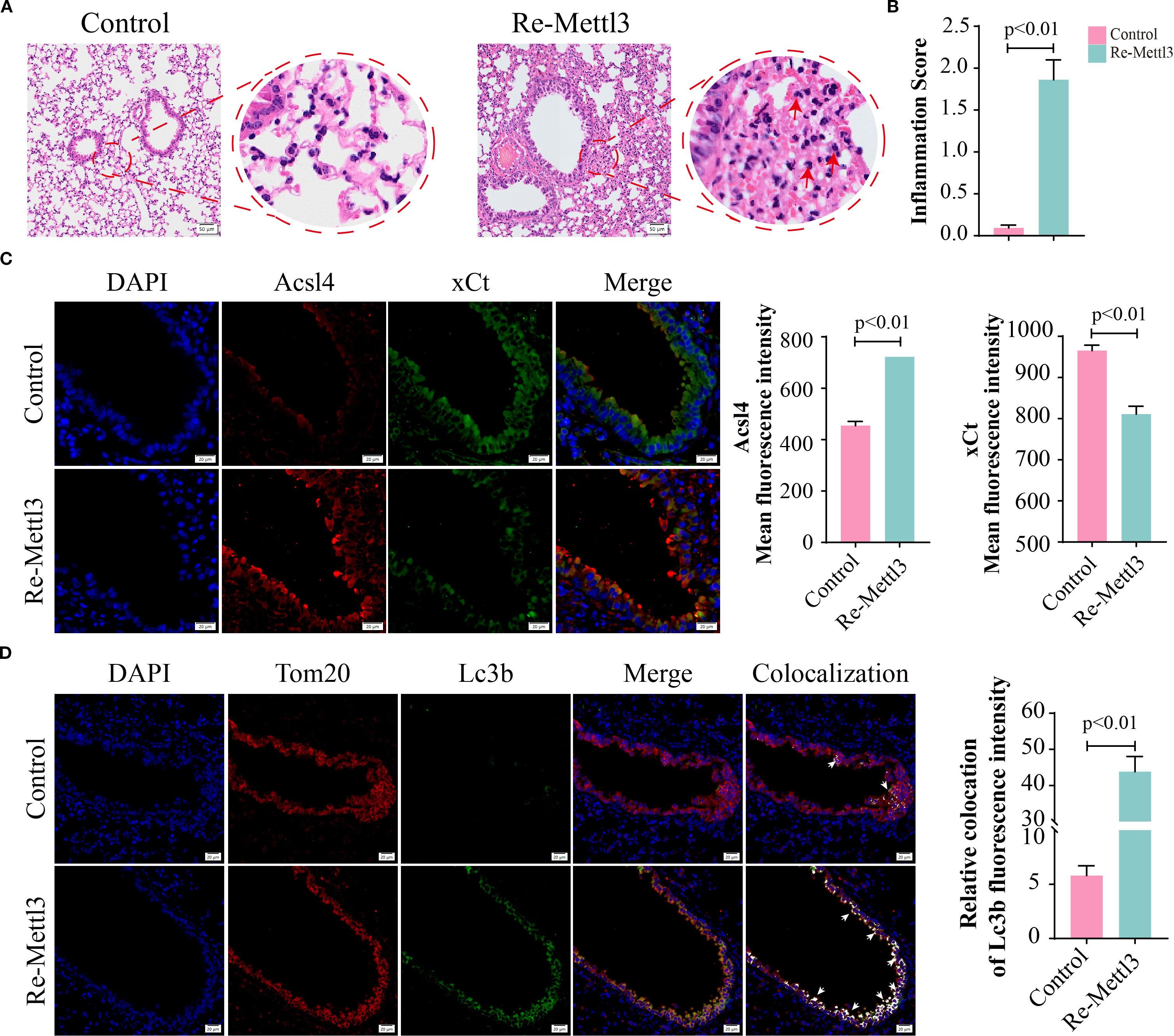 Histological and fluorescence microscopy images with corresponding bar charts. Part A shows lung tissue histology for Control and Re-Mettl3 groups. Part B displays a bar chart comparing inflammation scores between the groups, with Re-Mettl3 showing significantly higher scores. Part C presents fluorescence images stained for DAPI, Acsl4, and xCt with merged views, and bar charts showing increased fluorescence intensity in the Re-Mettl3 group. Part D shows fluorescence images stained for DAPI, Tom20, and Lc3b with merged views, and a bar chart highlighting increased colocalization in the Re-Mettl3 group. Statistical significance is indicated by p-values.