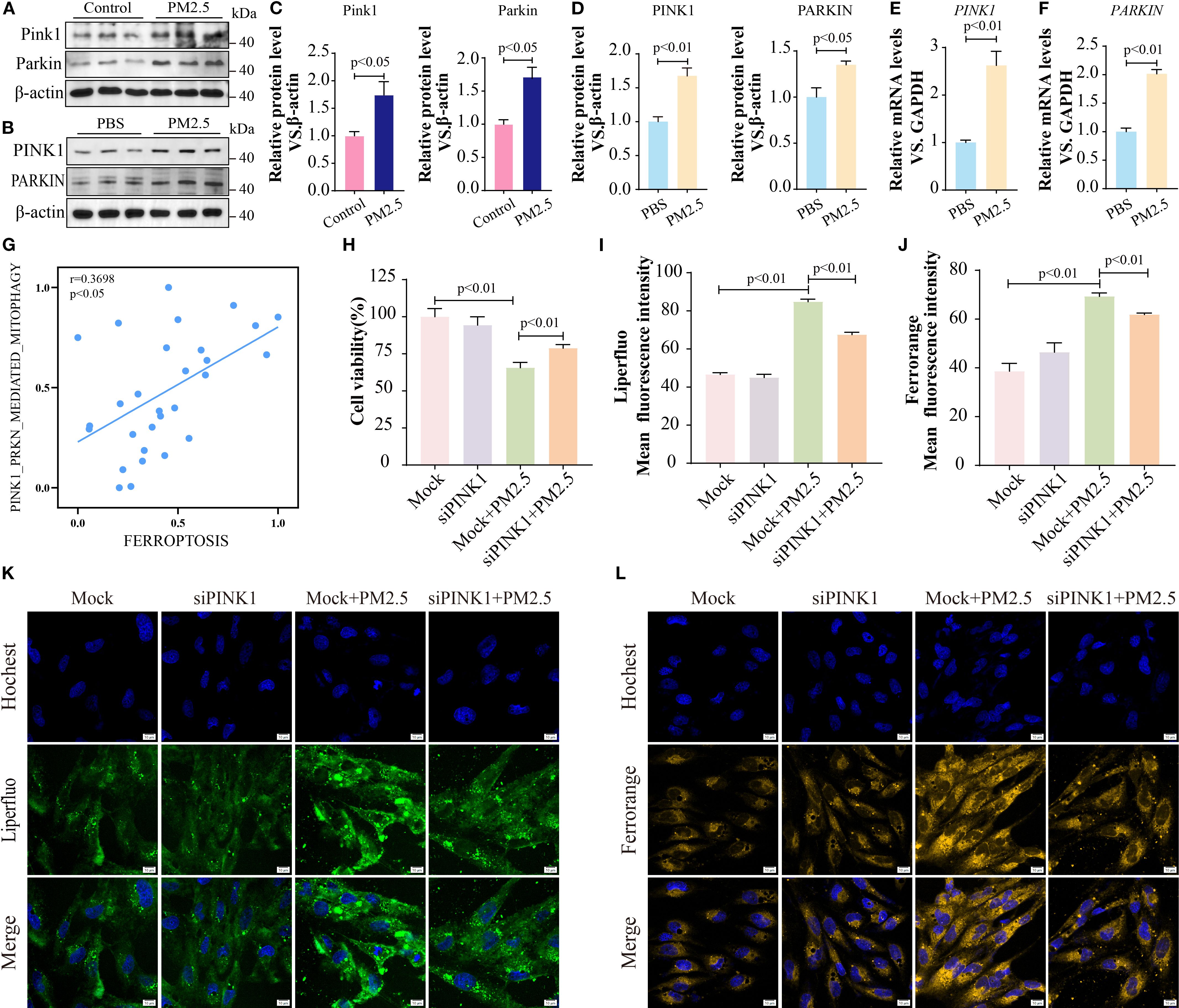 Western blot and graph figures illustrate the effects of PM2.5 on protein levels and cell viability. Images show protein expression of PINK1 and PARKIN with β-actin as a control (A, B). Bar graphs (C-F, H-J) depict the relative protein and mRNA levels, cell viability, and fluorescence intensity under various conditions. The scatter plot (G) correlates PINK1-mediated mitophagy with ferroptosis. Fluorescence microscopy images (K, L) display cell staining for Hoechst, Liperfluo, and Ferroorange under different treatments. Statistical significance is indicated for various comparisons.