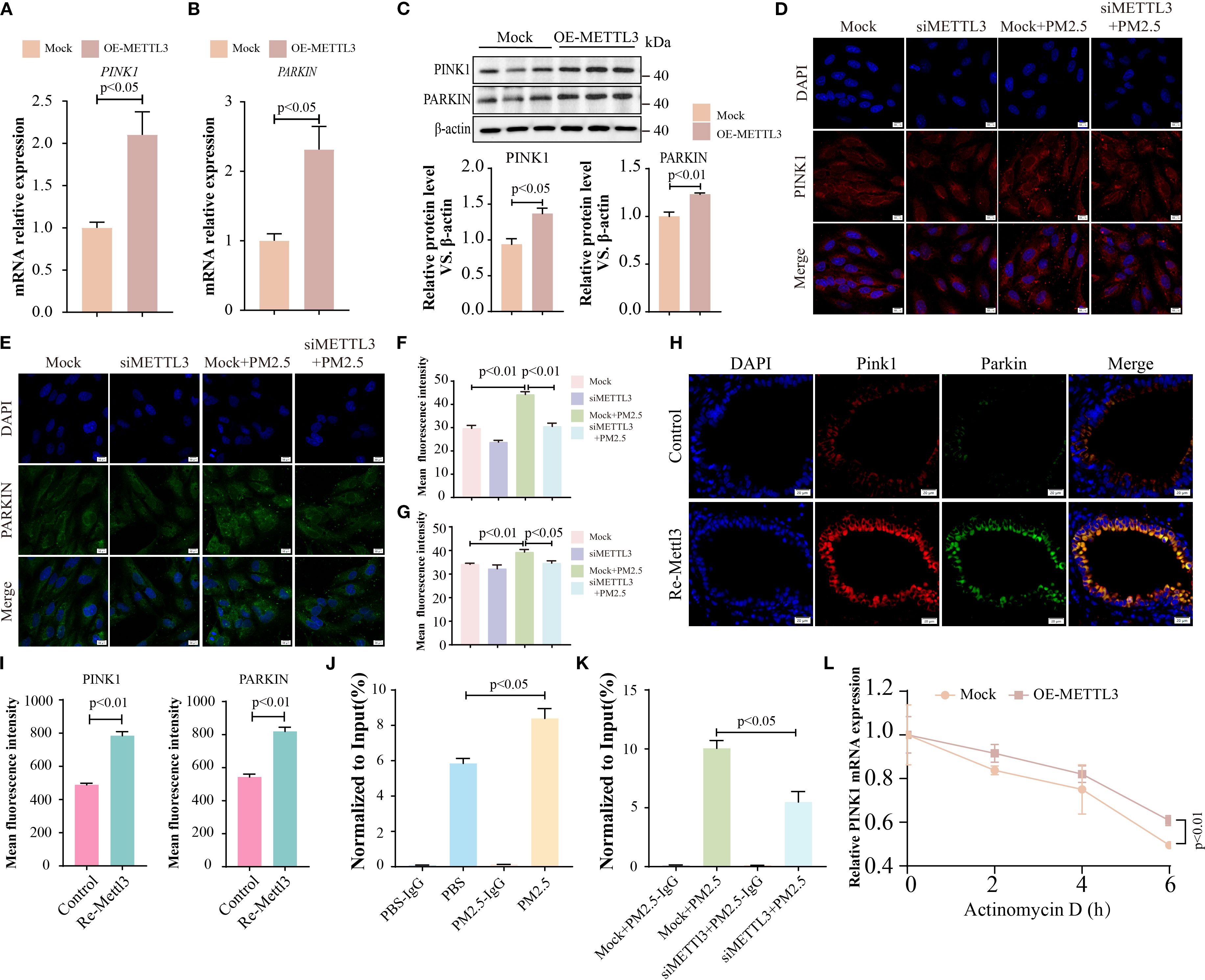 The composite image displays multiple panels of scientific data and microscopy images related to gene expression and protein analysis. Panel A and B show bar graphs of mRNA relative expression for PINK1 and PARKIN with statistically significant differences marked. Panel C includes a Western blot analysis and corresponding bar graphs showing relative protein levels. Panels D and E display fluorescence microscopy images of cells stained with DAPI, PINK1, and PARKIN. Panels F and G present bar graphs quantifying mean fluorescence intensity. Panel H shows additional microscopy images comparing control and experimental conditions. Panels I, J, and K show bar graphs with quantitative data, while panel L features a line graph of mRNA expression over time. Statistical significance is indicated in the graphs.