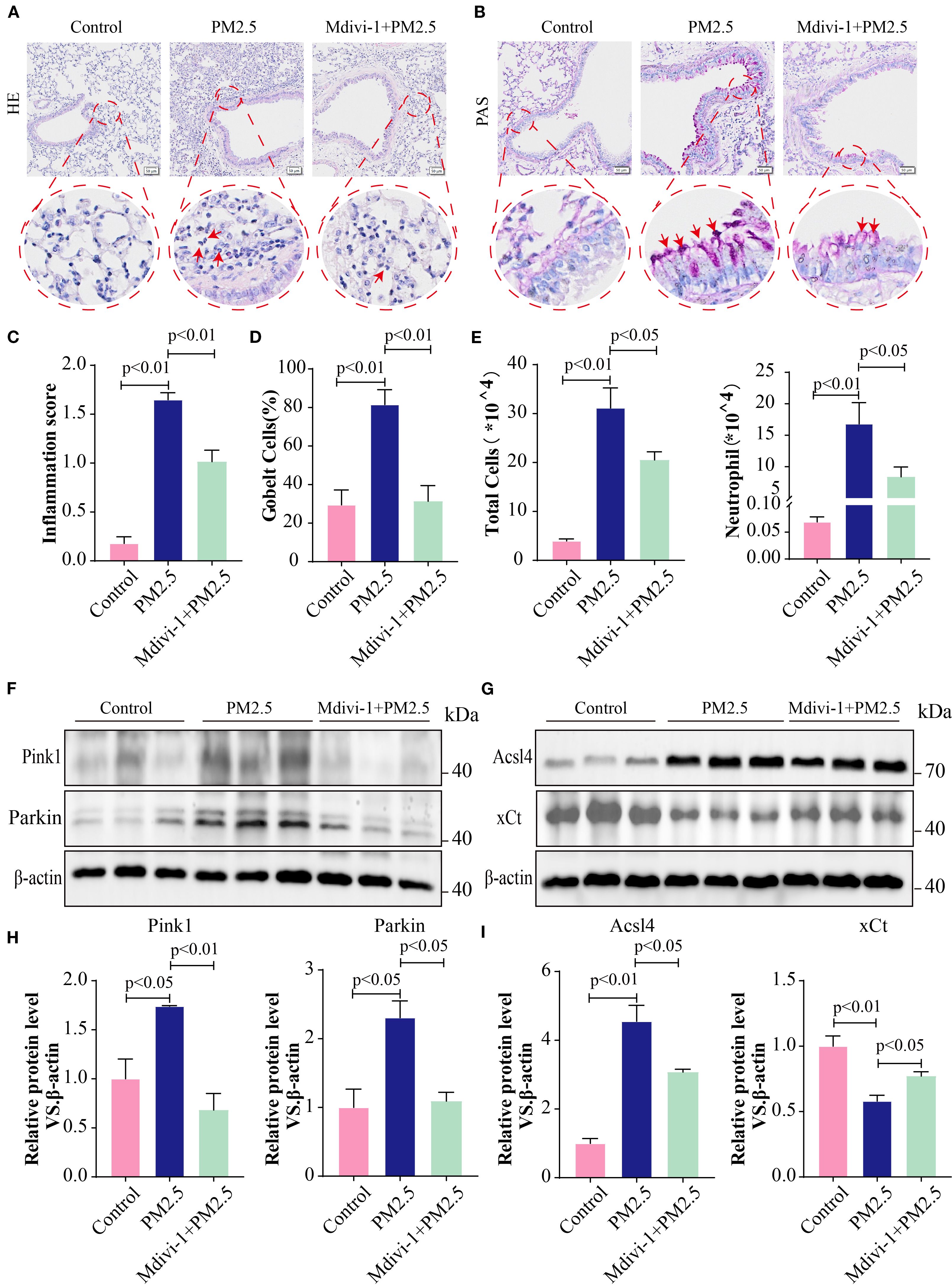 Histological and protein expression analysis of effects of PM2.5 and Mdivi-1 on lung tissue. Panels A and B show stained lung tissue sections under control, PM2.5, and Mdivi-1+PM2.5 conditions, highlighting inflammation and goblet cells. Panels C to E display bar graphs comparing inflammation scores, goblet cell percentages, total cells, and neutrophil counts across conditions, with statistical significance indicated. Panels F and G present Western blot analysis of Pink1, Parkin, Acsl4, and xCt proteins, with β-actin as a loading control. Panels H and I depict bar graphs of relative protein levels with significance markers.