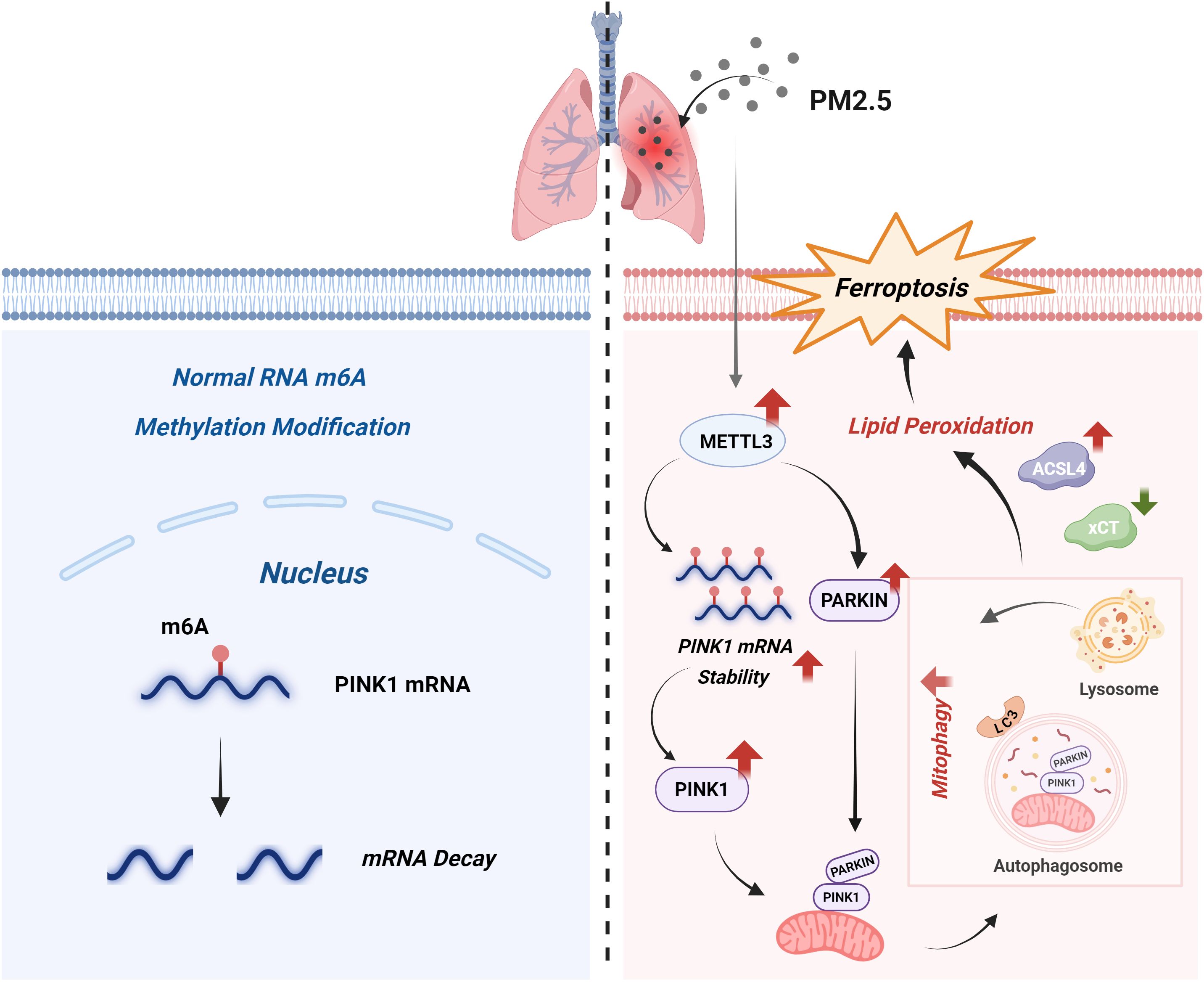 Infographic comparing normal RNA m6A methylation and ferropotosis pathways. The left side shows m6A methylation in the nucleus affecting PINK1 mRNA decay. The right side depicts PM2.5-induced ferropotosis with roles of METTL3, lipid peroxidation, and interactions involving PINK1, PARKIN, mitophagy, and lysosomes. Lung illustration and PM2.5 particles are included.