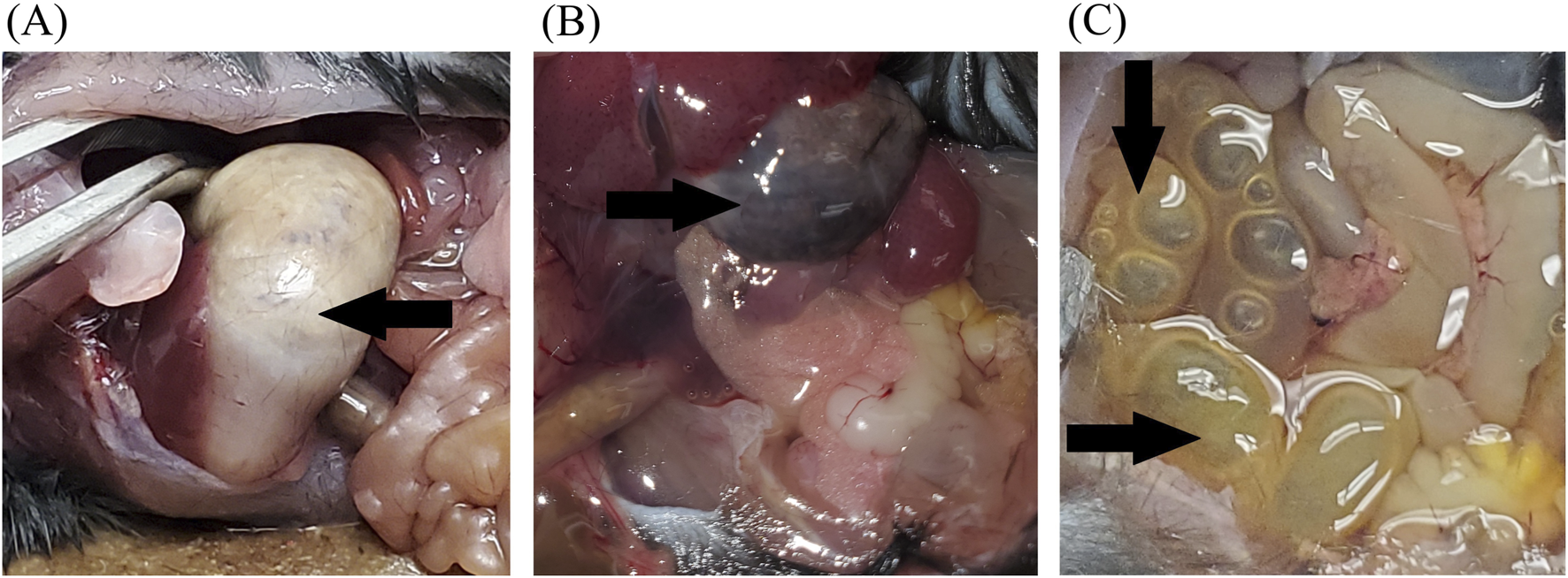 Photographs of deceased mice showing necropsy findings. A: Bloated stomach and empty intestines. B: Discolored content in the stomach (black arrow). C: Abdomen cavity showing full and distended intestines (black arrows).