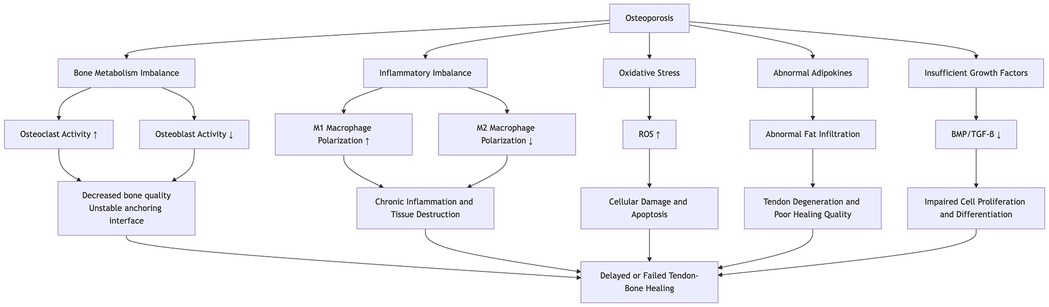 Flowchart illustrating the factors contributing to delayed or failed tendon-bone healing. Central element is osteoporosis, leading to oxidative stress, abnormal adipokines, and insufficient growth factors. These cause increased reactive oxygen species, abnormal fat infiltration, and decreased BMP/TGF-B, leading to cellular damage, tendon degeneration, and impaired cell proliferation. Simultaneously, bone metabolism and inflammatory imbalances result in decreased bone quality and chronic inflammation. All pathways culminate in delayed tendon-bone healing.