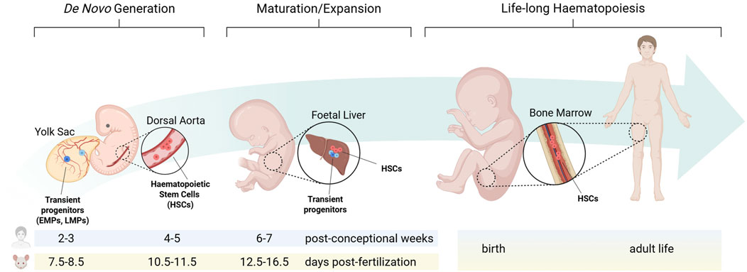 Illustration showing the stages of haematopoietic development, from de novo generation to adult haematopoiesis. It progresses from transient progenitors produced in the yolk sac, to haematopoietic stem cells produced in the dorsal aorta, then to the foetal liver where both cell populations migrate, and finally to the bone marrow, where haematopoietic stem cells establish adult haematopoiesis. A timeline below indicates developmental stages in post-conception weeks for human, aligned with the equivalent embryonic stages in the mouse.
