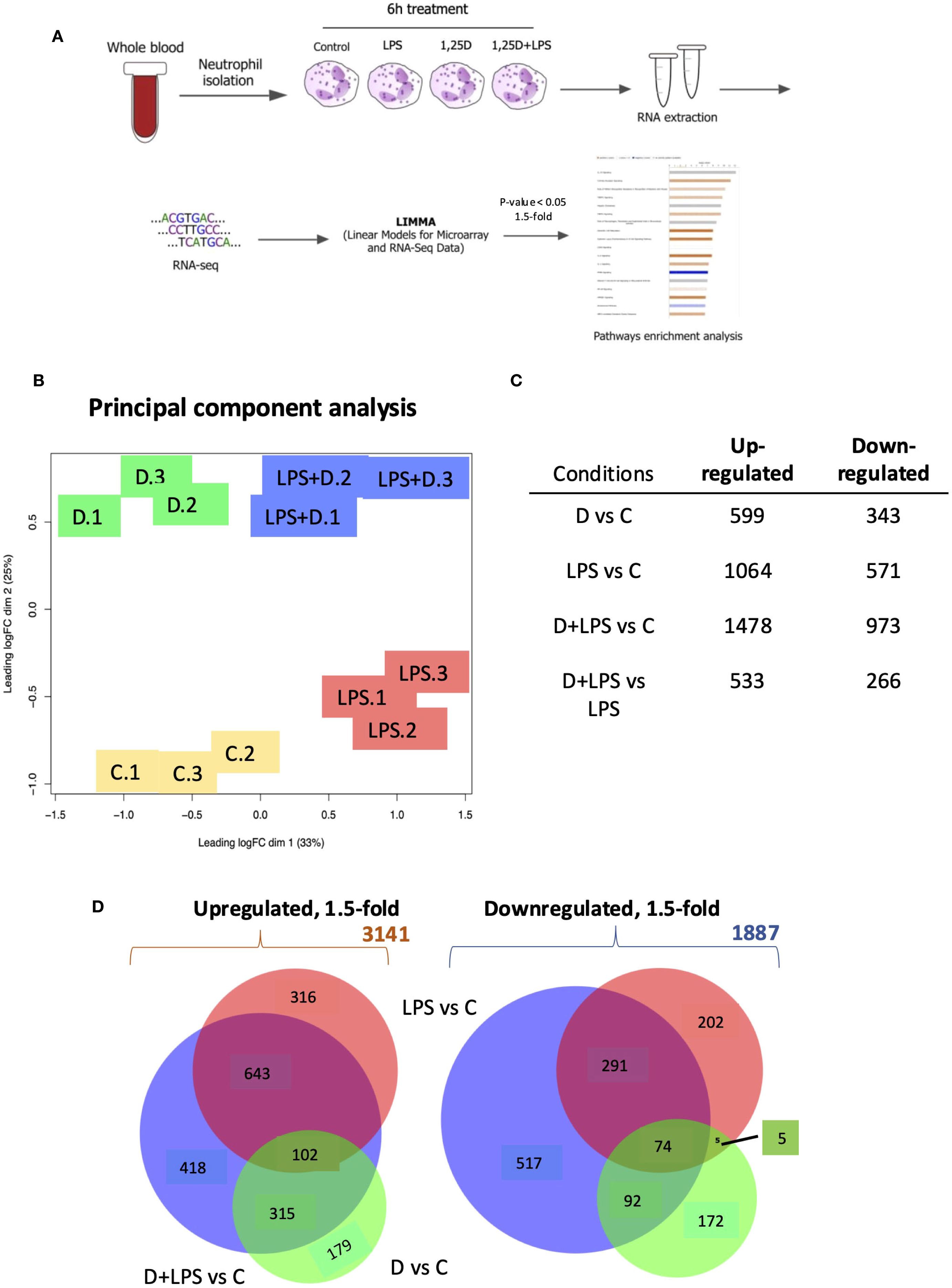 Diagram showing a study of gene expression changes in neutrophils.   Panel A: Whole blood is used for neutrophil isolation and treatments including control, LPS, 1,25D, and 1,25D+LPS, followed by RNA extraction, RNA sequencing, and pathway analysis.   Panel B: Principal component analysis plot displays cluster differentiation among conditions with visual grouping: D, LPS, D+LPS, and C.   Panel C: Table of upregulated and downregulated gene counts for different condition comparisons.   Panel D: Venn diagrams illustrating overlaps among conditions for upregulated and downregulated genes, with total gene counts noted above each.