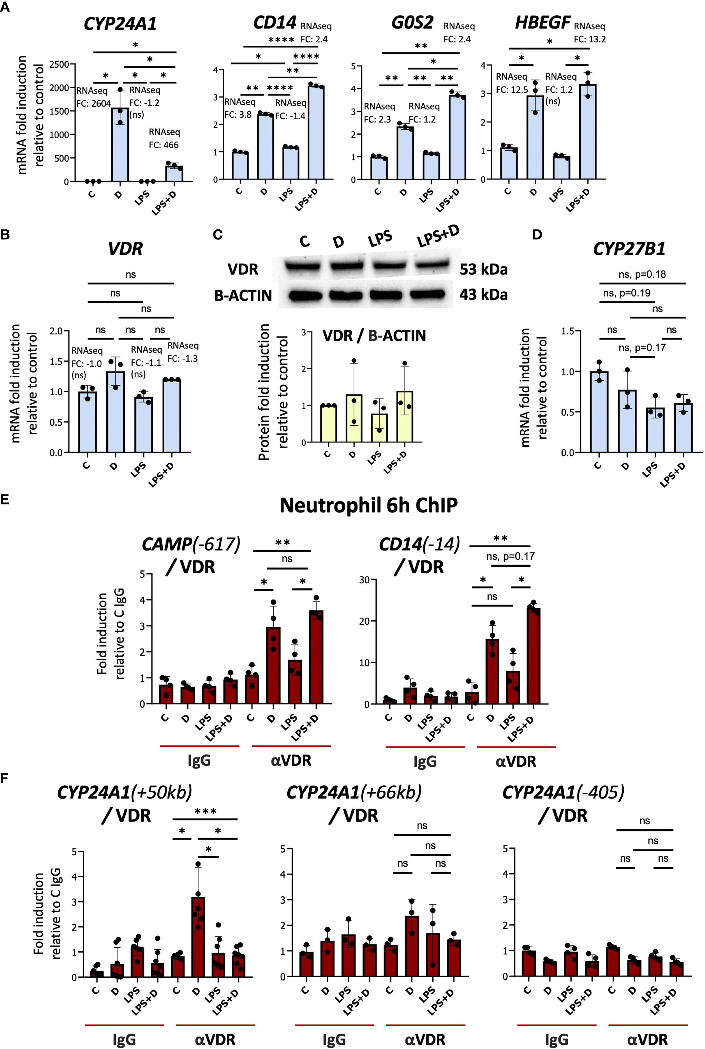 Graphs and a Western blot illustrate gene expression and protein induction levels under different conditions. Panels A and B show mRNA fold induction for genes like CYP24A1 and VDR. Panel C displays protein expression via Western blot for VDR and B-ACTIN, with quantified results. Panel D depicts CYP27B1 mRNA levels. Panels E and F present ChIP results for genes such as CAMP, CD14, and CYP24A1 concerning VDR binding. Statistical significance is noted with asterisks.