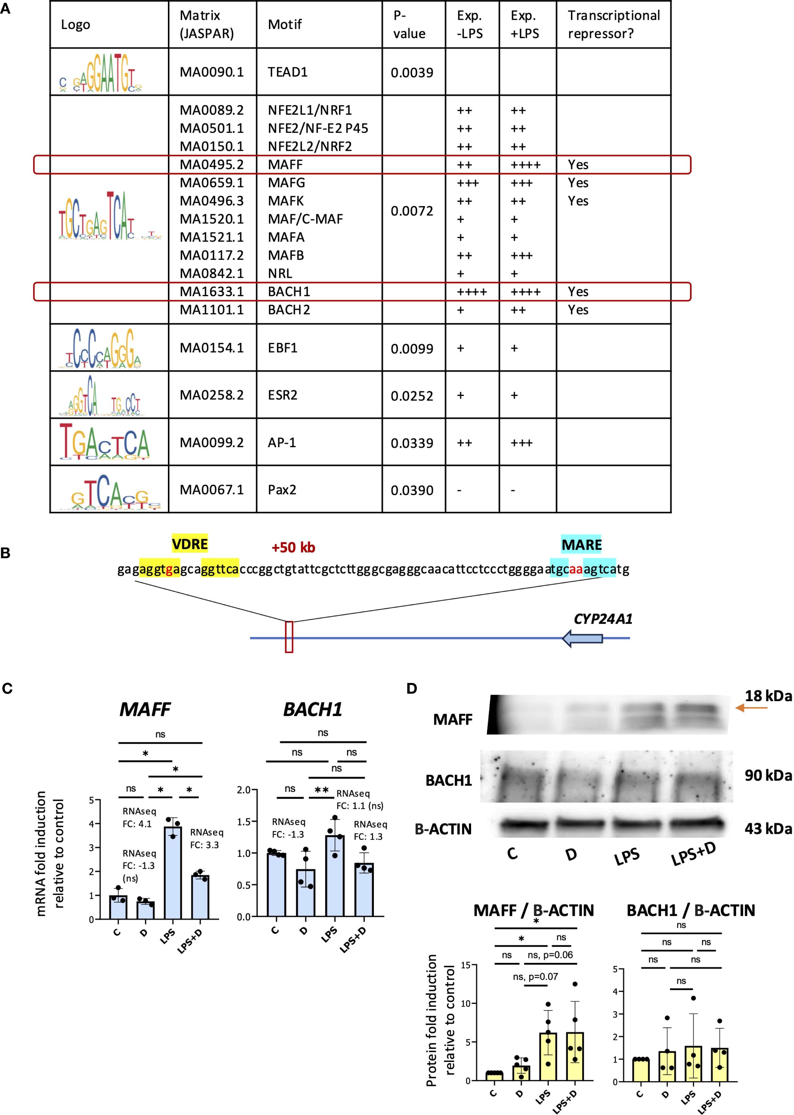 A multi-part scientific figure consists of four panels. Panel A shows a table listing transcription factors with logos, matrices, motifs, p-values, experimental expression levels, and whether they act as transcriptional repressors. Highlighted entries include MAFF and BACH1. Panel B displays a genomic sequence with highlighted VDRE and MARE regions, showing their relationship to CYP24A1. Panel C presents bar graphs indicating mRNA fold induction for MAFF and BACH1 under different conditions. Panel D includes Western blot images for MAFF, BACH1, and B-ACTIN proteins, with accompanying graphs showing protein fold induction relative to control.