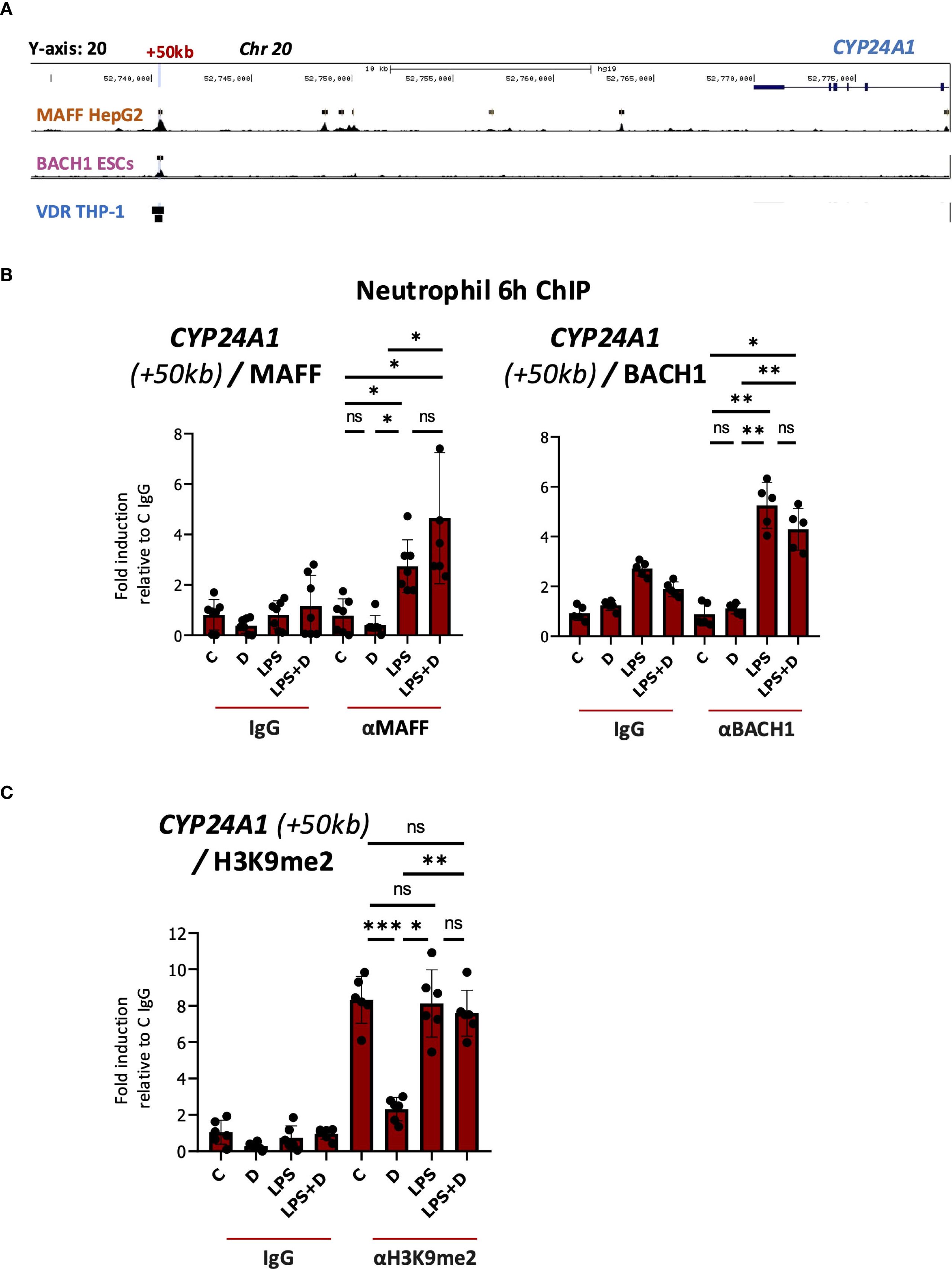 Three panels display genetic and experimental data. Panel A shows chromosome 20 mapping with tracks for MAFF HepG2, BACH1 ESCs, and VDR THP-1 related to CYP24A1. Panel B presents bar graphs of Neutrophil 6h ChIP data for CYP24A1 with MAFF and BACH1, indicating fold induction with significant differences marked. Panel C shows a similar bar graph for CYP24A1 with H3K9me2, highlighting fold induction. Data points and statistical significance are noted throughout.