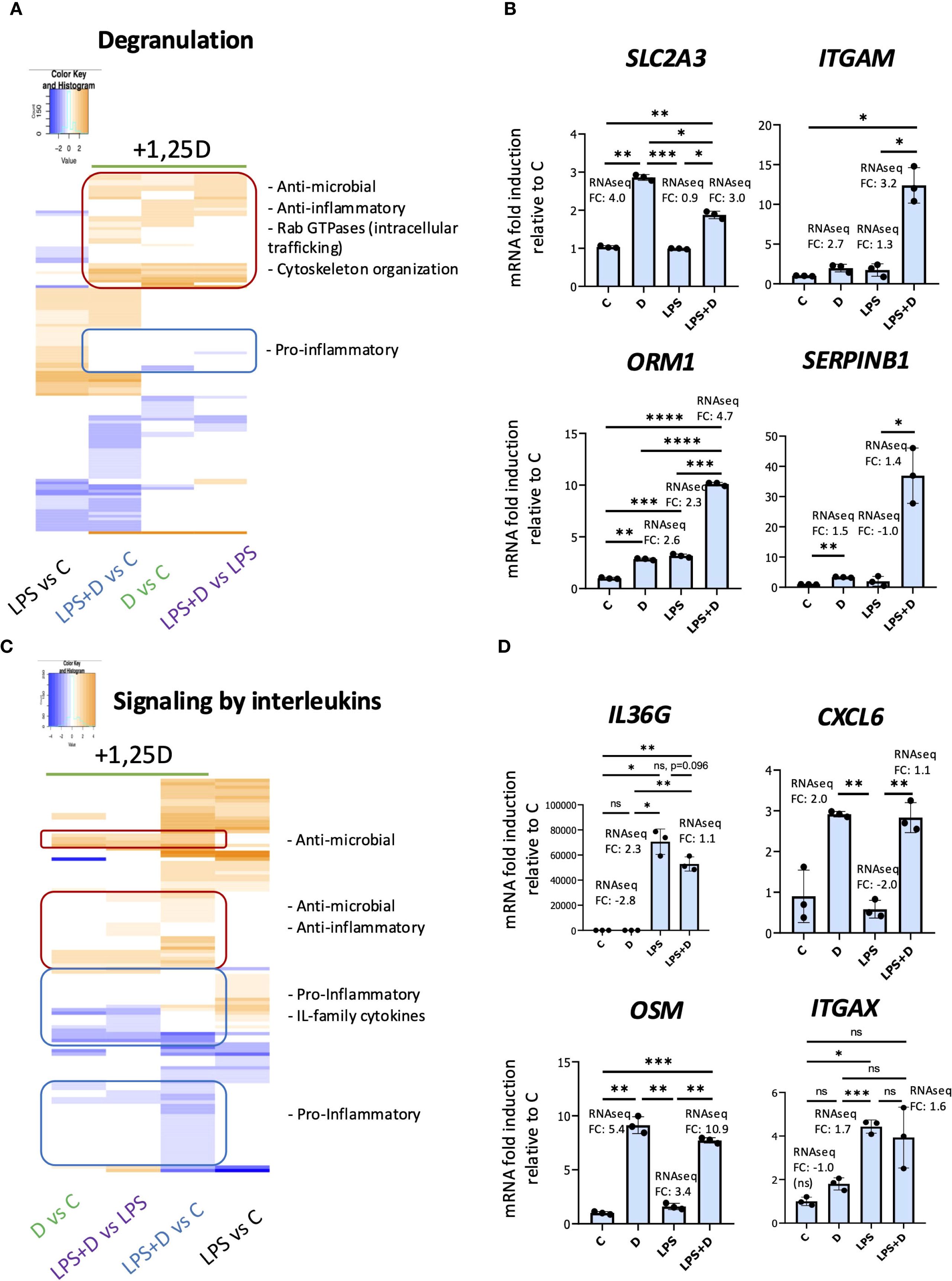 Heatmaps and bar graphs illustrate mRNA expression changes due to degranulation and interleukin signaling. Heatmaps (A, C) show color-coded gene expression related to anti-microbial, anti-inflammatory, and pro-inflammatory processes. Bar graphs (B, D) depict mRNA fold induction for genes like SLC2A3, ITGAM, ORM1, SERPINB1, IL36G, CXCL6, OSM, and ITGAX, with various conditions including control, LPS, and LPS+D treatments. Statistical significance is indicated with asterisks.