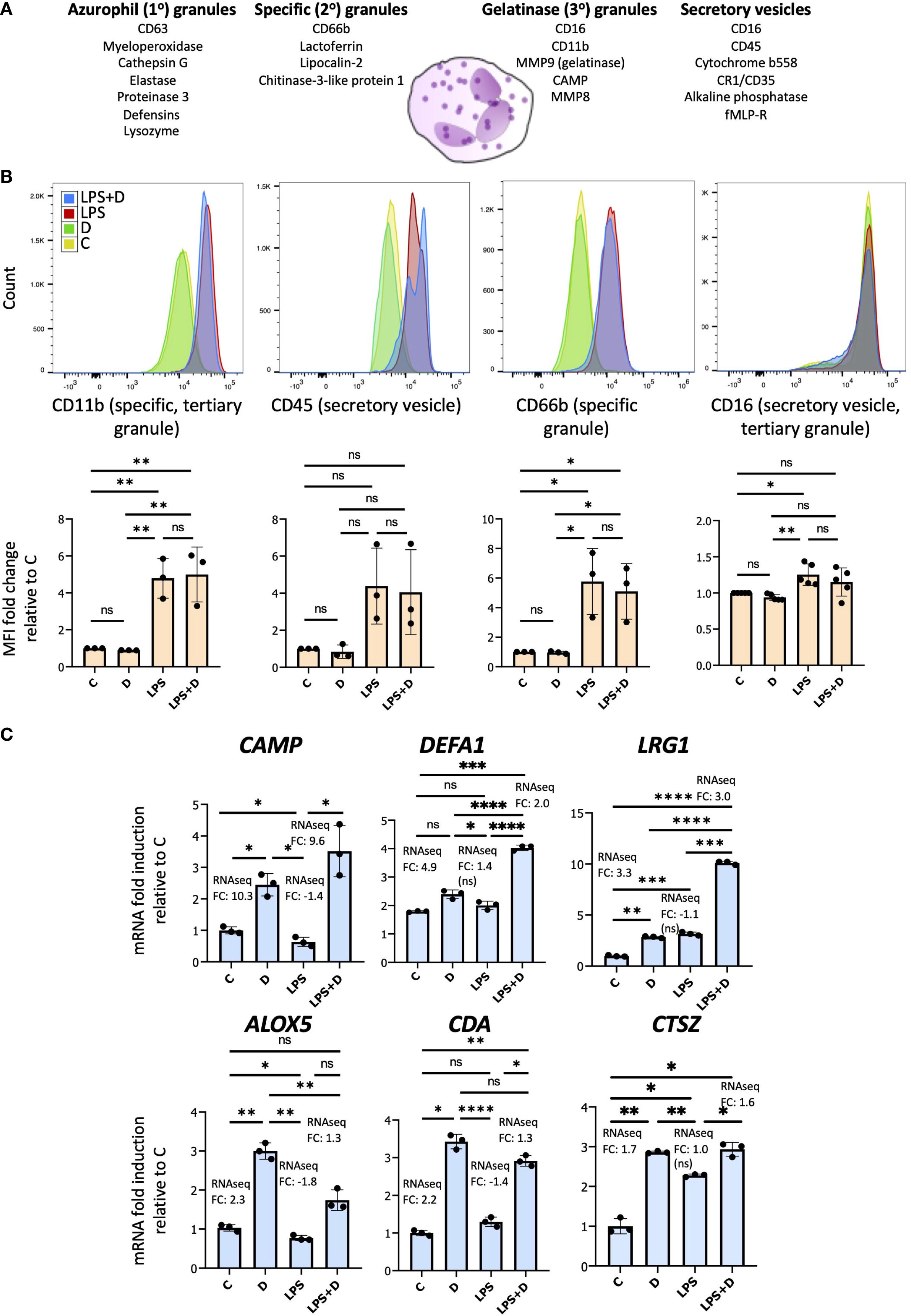 Diagram illustrating granule types in neutrophils, including azurophil, specific, gelatinase, and secretory vesicles with associated components. Flow cytometry histograms depict expression levels of CD11b, CD45, CD66b, and CD16, with corresponding mean fluorescent intensity (MFI) fold changes relative to control. Bar graphs display mRNA fold induction for genes CAMP, DEFA1, LRG1, ALOX5, CDA, and CTSZ across conditions C, D, LPS, and LPS+D, indicating statistical significance with ns, *, **, and *** notations.