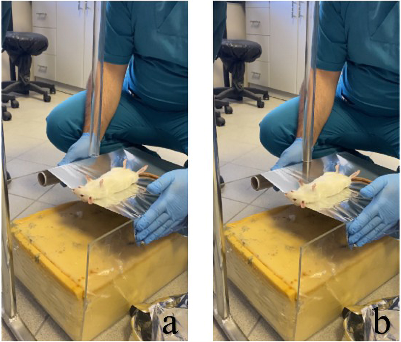 A person in blue scrubs and gloves places a white rat on a metal sheet, possibly for an experiment or medical procedure. The setting is a clinical or laboratory environment with tiled floors and rolling stools.