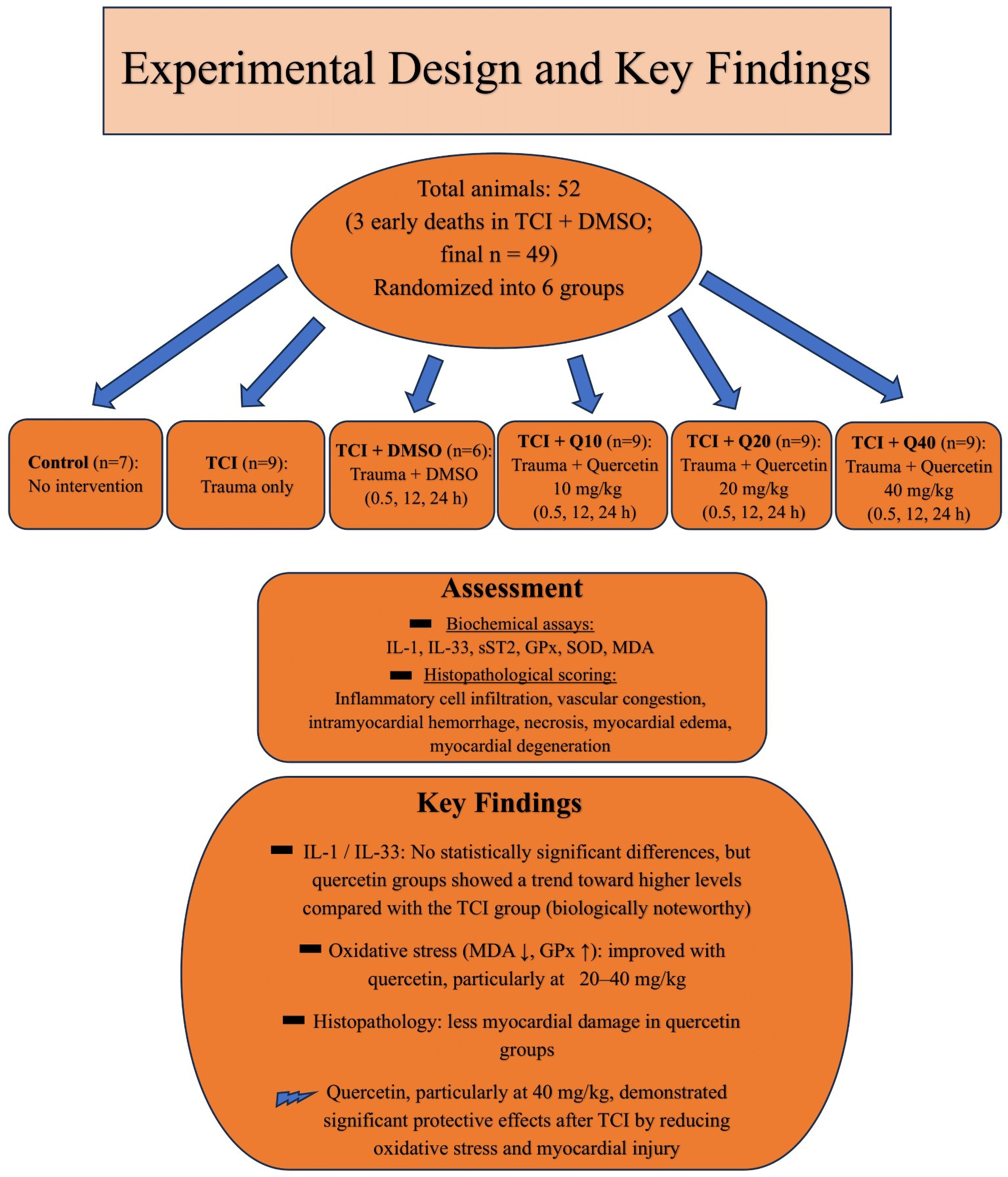 Flowchart titled \"Experimental Design and Key Findings\" illustrates the study's structure and results. Fifty-two animals were used, with three early deaths, leaving forty-nine randomized into six groups: Control (no intervention), TCI (trauma only), TCI + DMSO, TCI + Q10, TCI + Q20, TCI + Q40. Assessments included biochemical assays measuring IL-1, IL-33, sST2, GPx, SOD, and MDA, along with histopathological scoring. Key findings show quercetin reduced oxidative stress and myocardial damage, with significant effects at 40 mg/kg. Quercetin groups showed higher IL-1/IL-33 levels, indicating a potential protective effect.