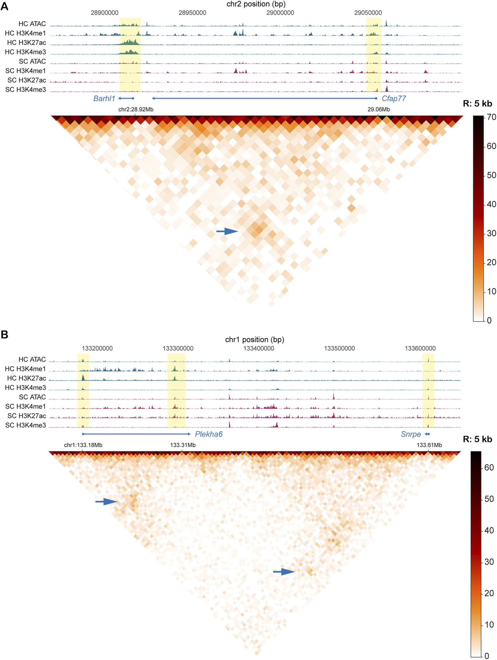 Genomic data visualization showing two panels, A and B. Panel A highlights the chr2 position with bar plots for different histone markers and an interaction heatmap below. Notable genes include Barhl1 and Cfap77. Panel B focuses on chr1, similarly displaying histone marker data and an interaction heatmap with genes Plekhg6 and Snrpe. Heatmap colors range from light to dark, indicating interaction frequencies. Arrows point to specific interaction regions.