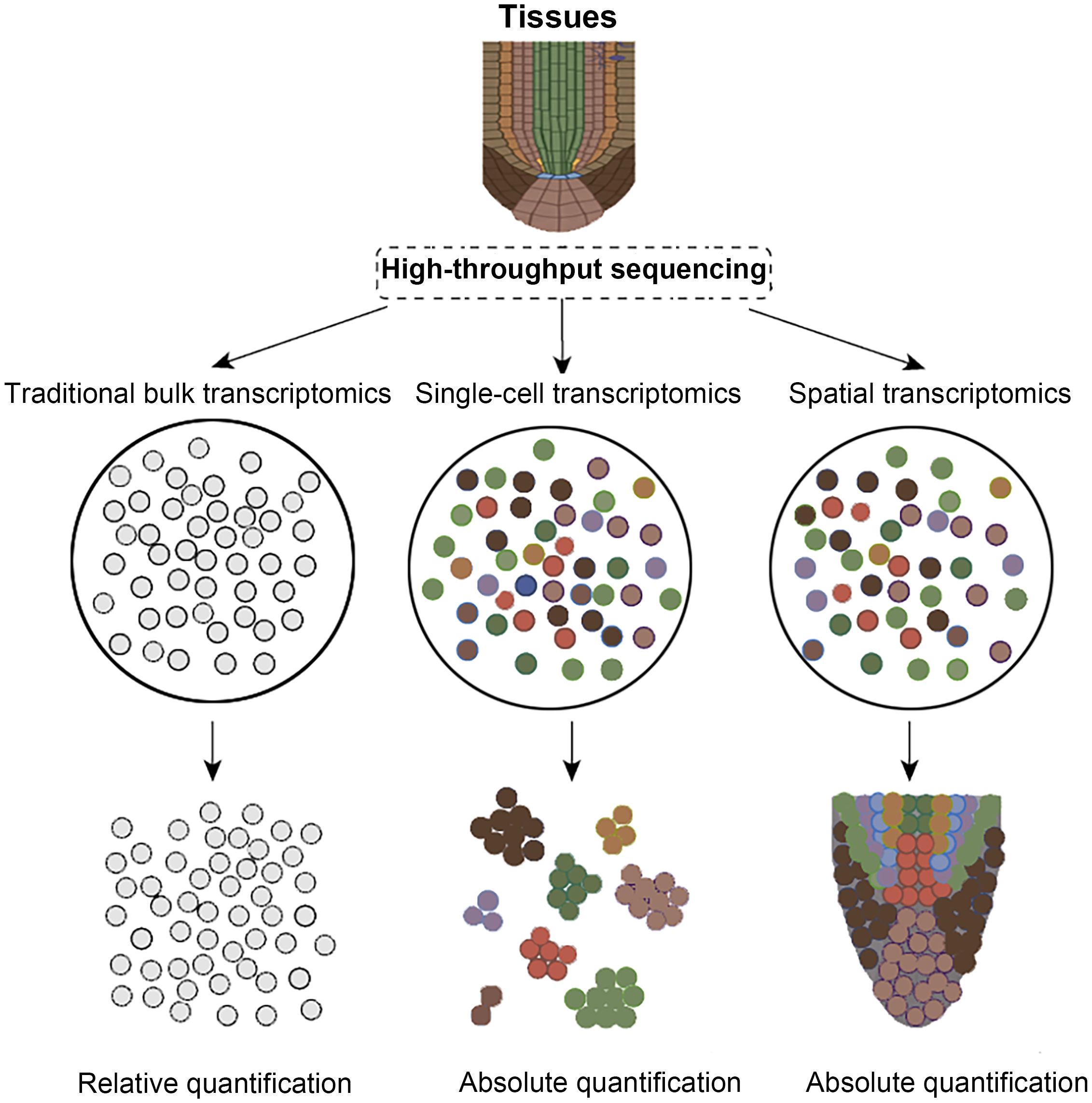 Diagram illustrating three transcriptomics methods starting from tissues, processed through high-throughput sequencing. Traditional bulk transcriptomics shows relative quantification with unlabeled circles. Single-cell transcriptomics and spatial transcriptomics depict absolute quantification with variously colored, clustered circles.