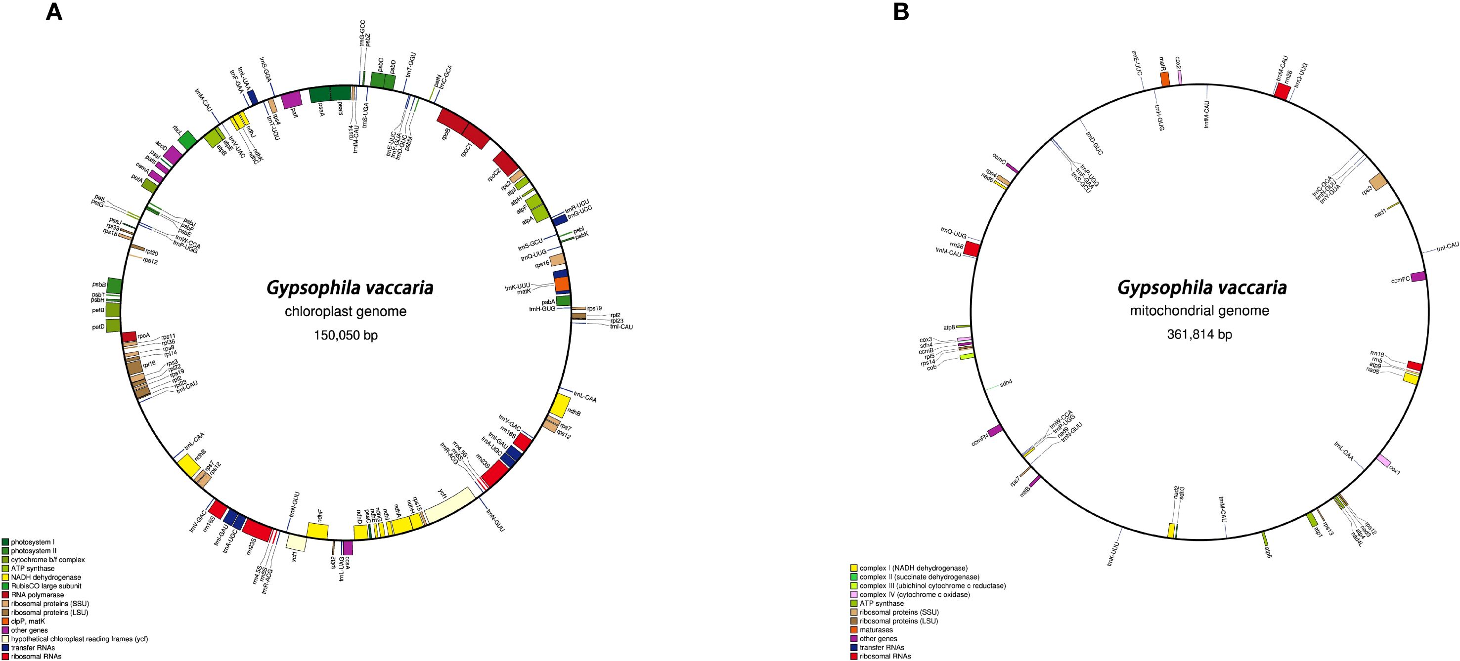 Circular diagrams depicting the chloroplast and mitochondrial genomes of Gypsophila vaccaria. Panel A shows the chloroplast genome with color-coded features, including photosystems, ATP synthase, and RNA polymerase, totaling 150,050 base pairs. Panel B illustrates the mitochondrial genome with features like NADH dehydrogenase and transfer RNAs, totaling 361,814 base pairs. Each diagram includes labels for specific genes and a color legend for gene categories.