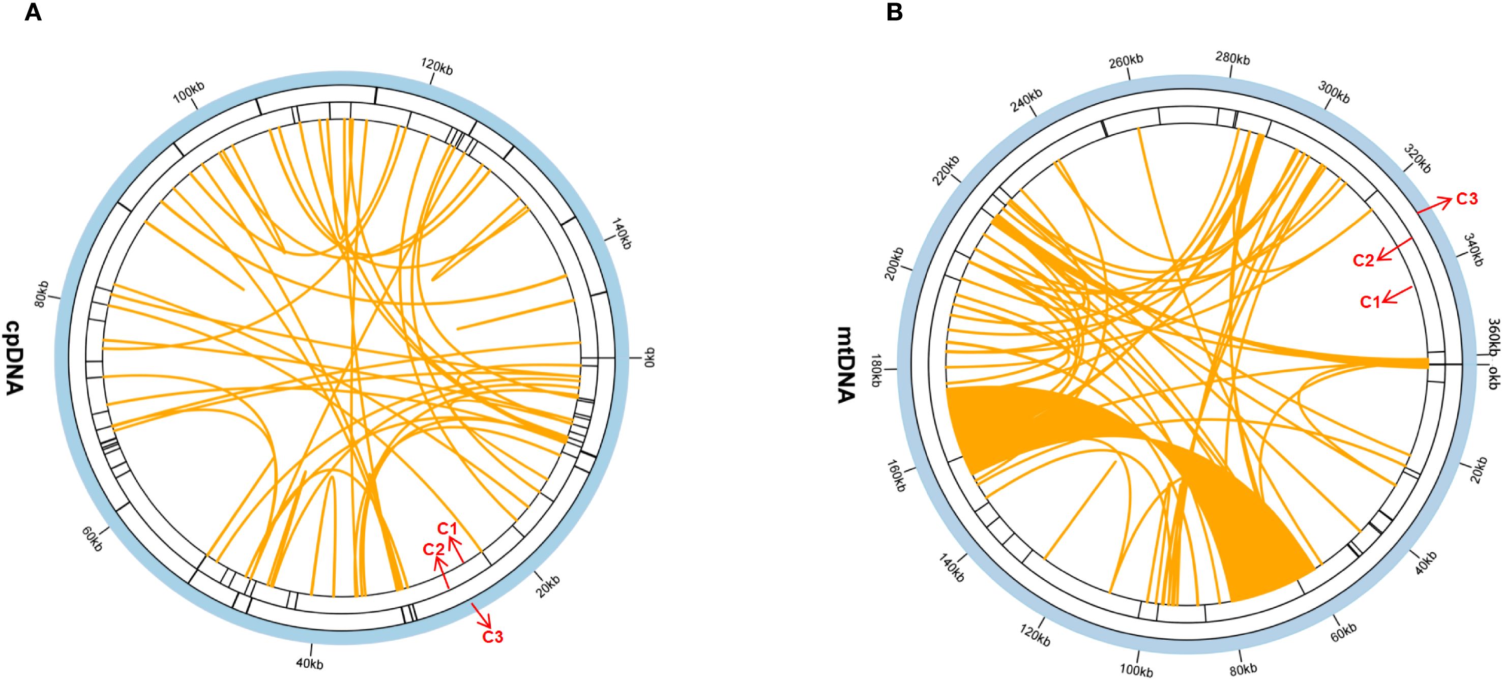 Diagram with two circular charts labeled A and B. A represents cpDNA, and B represents mtDNA. Both circles display orange lines connecting various points along the perimeter, illustrating relationships. Labels such as C1, C2, and C3 are marked in red near specific segments. Each circle is divided into segments marked with kilobase measurements along the outer edge of the blue ring.