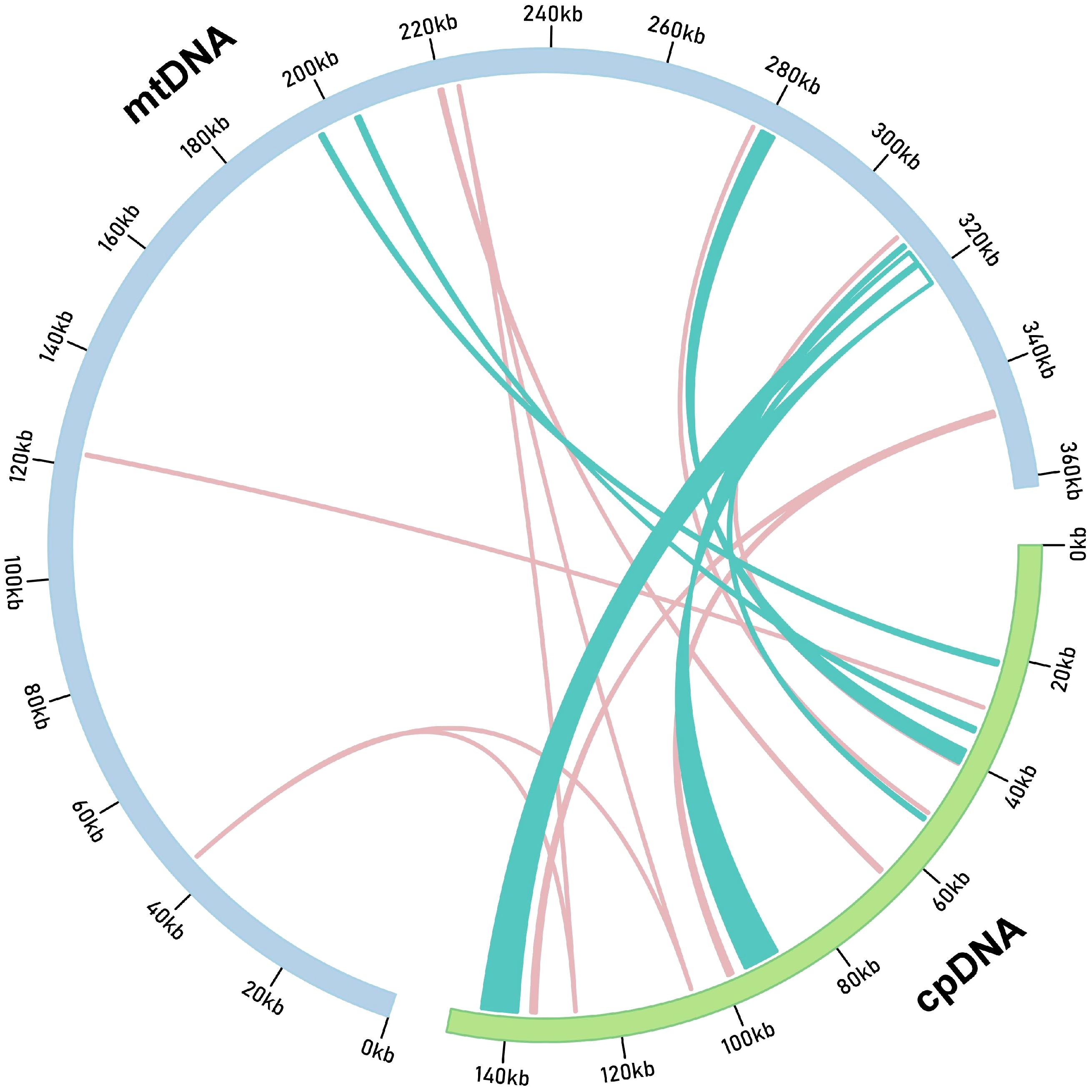 Circular diagram illustrating mitochondrial DNA (mtDNA) and chloroplast DNA (cpDNA) transfer connections. mtDNA is represented by a blue arc, cpDNA by a green arc. Color-coded lines indicate genetic transfer points between them, with measurements marked from zero to three hundred sixty kilobase pairs.