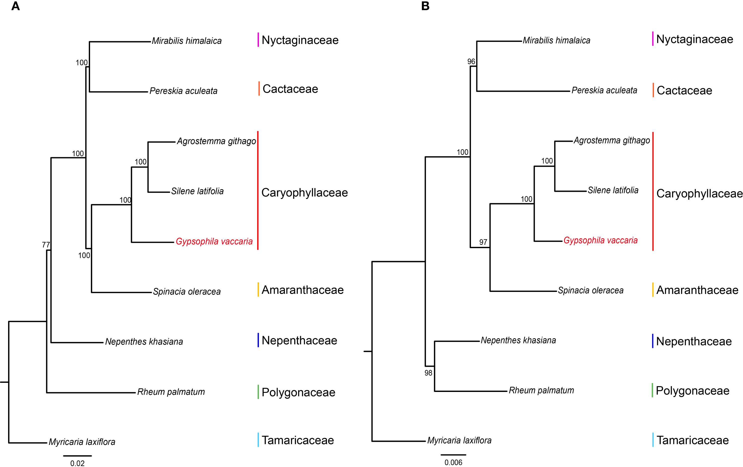 Two phylogenetic trees labeled A and B show relationships among plant species. Both trees include species such as *Mirabilis himalaica*, *Pereskia aculeata*, *Agrostemma githago*, and *Gypsophila vaccaria*, among others, grouped into families Nyctaginaceae, Cactaceae, Caryophyllaceae, Amaranthaceae, Nepenthaceae, Polygonaceae, and Tamaricaceae. Bootstrap values indicate the confidence of branches.