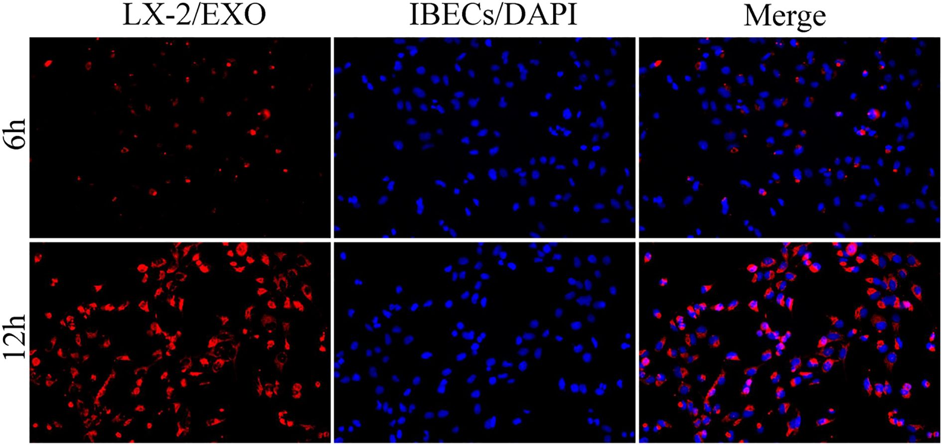 Fluorescence microscopy images showing LX-2 exosomes (EXO) in red and IBECs stained with DAPI in blue. The left column shows red fluorescence for 6-hour (top) and 12-hour (bottom) intervals. The middle column displays blue-stained cells for the same intervals. The right column merges both colors, illustrating cellular overlap in each timeframe.