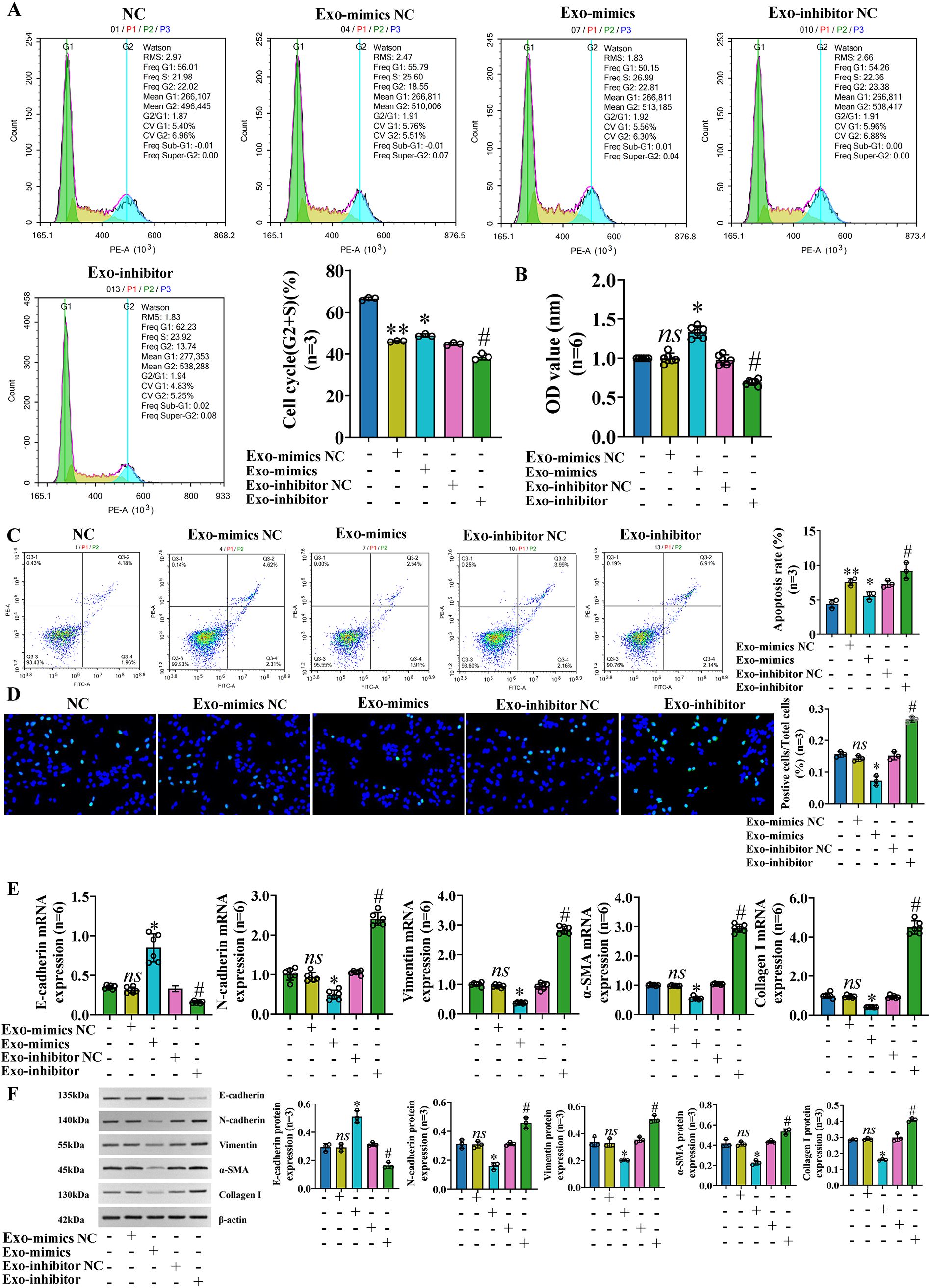 A multi-panel scientific image displaying various data and analyses. Panels show cell cycle analysis histograms, bar charts of cell cycle phases, OD values, apoptosis rates, and images of cells with different treatments. Fluorescence microscopy images display nuclear staining. Additional bar charts show mRNA expression levels for various markers. Western blot images illustrate protein expression. Labels and color coding are used throughout for clarity. Statistical significance is indicated with symbols like asterisks and hashes.