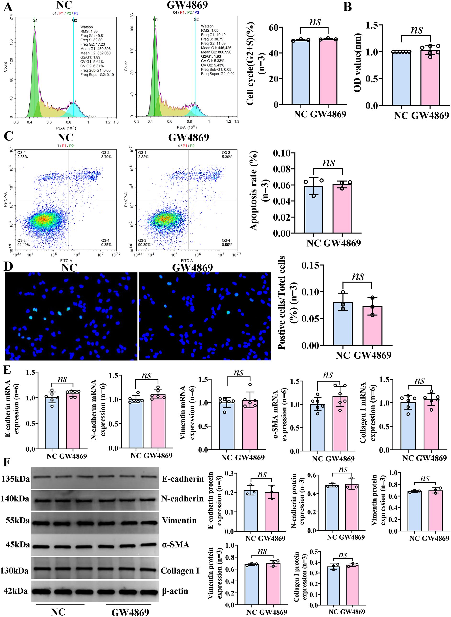 Experimental data comparing NC and GW4869 across multiple panels. Panel A shows flow cytometry histograms for cell cycle analysis with similar cell cycle (G2+S) percentages. Panel B presents bar graphs of optical density values indicating no significant difference (ns). Panel C contains dot plots of apoptosis rates, again showing no significant difference. Panel D displays fluorescence microscopy images highlighting positive cell staining, with accompanying bar graph showing no significant difference in positive cell percentage. Panel E includes bar graphs of mRNA expression levels for various proteins, showing no significant changes. Panel F shows a Western blot with quantification, indicating no significant differences in protein expression levels.