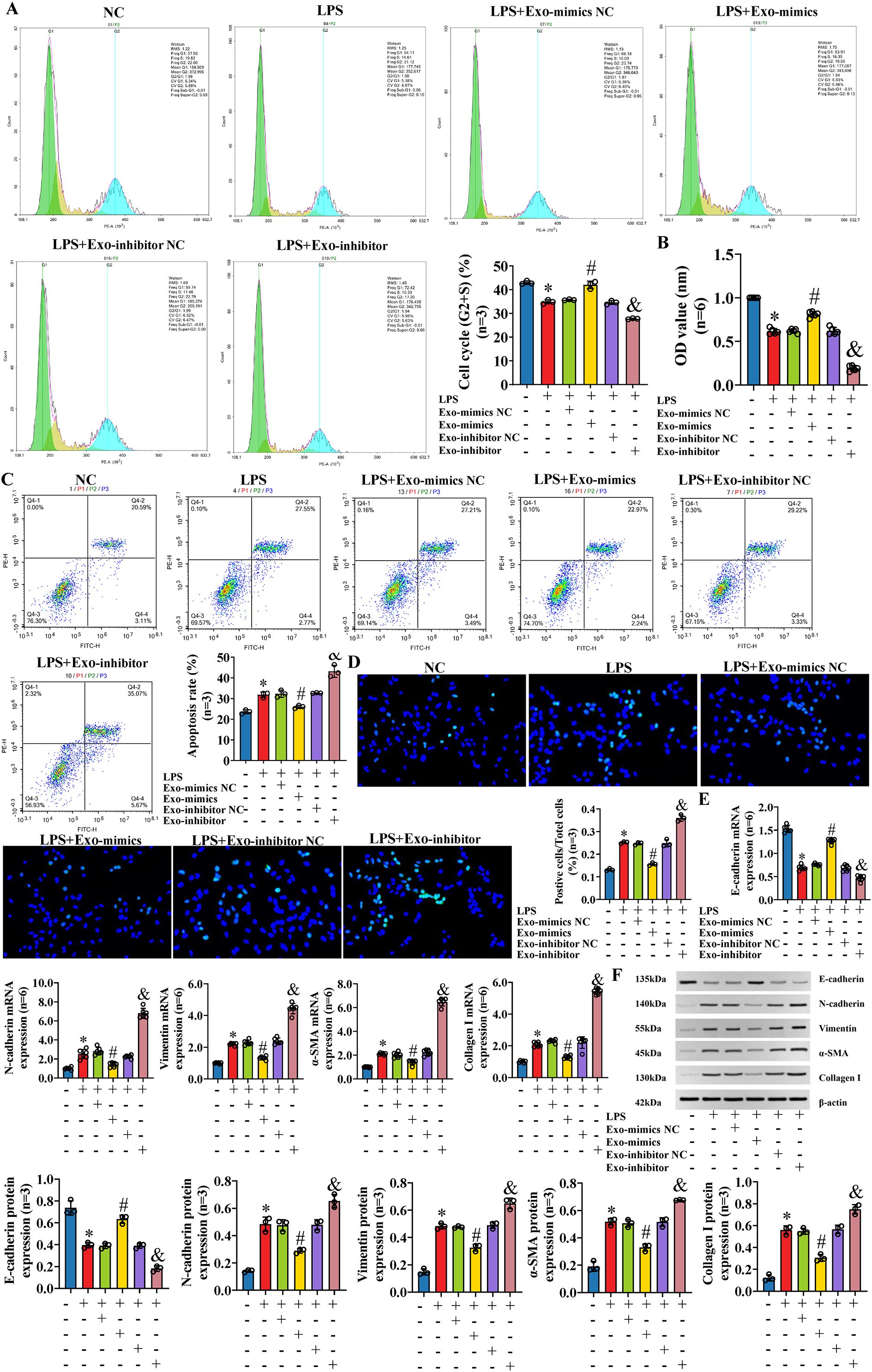 A complex scientific figure illustrating cell cycle analysis, apoptosis rates, and protein expression in response to various treatments including LPS, Exo-mimics, and Exo-inhibitors. Panels A-F show flow cytometry histograms, scatter plots, immunofluorescence images, and bar graphs. Each panel demonstrates different impacts on cell cycle phases, optical density values, apoptosis rates, fluorescent-stained cells, specific gene expressions, and Western blot results. Key treatments are LPS, Exo-mimics, Exo-inhibitors, and their controls, with statistical significance marked by symbols. Data includes percentages, mRNA expressions, protein expressions, and observed changes under various conditions.