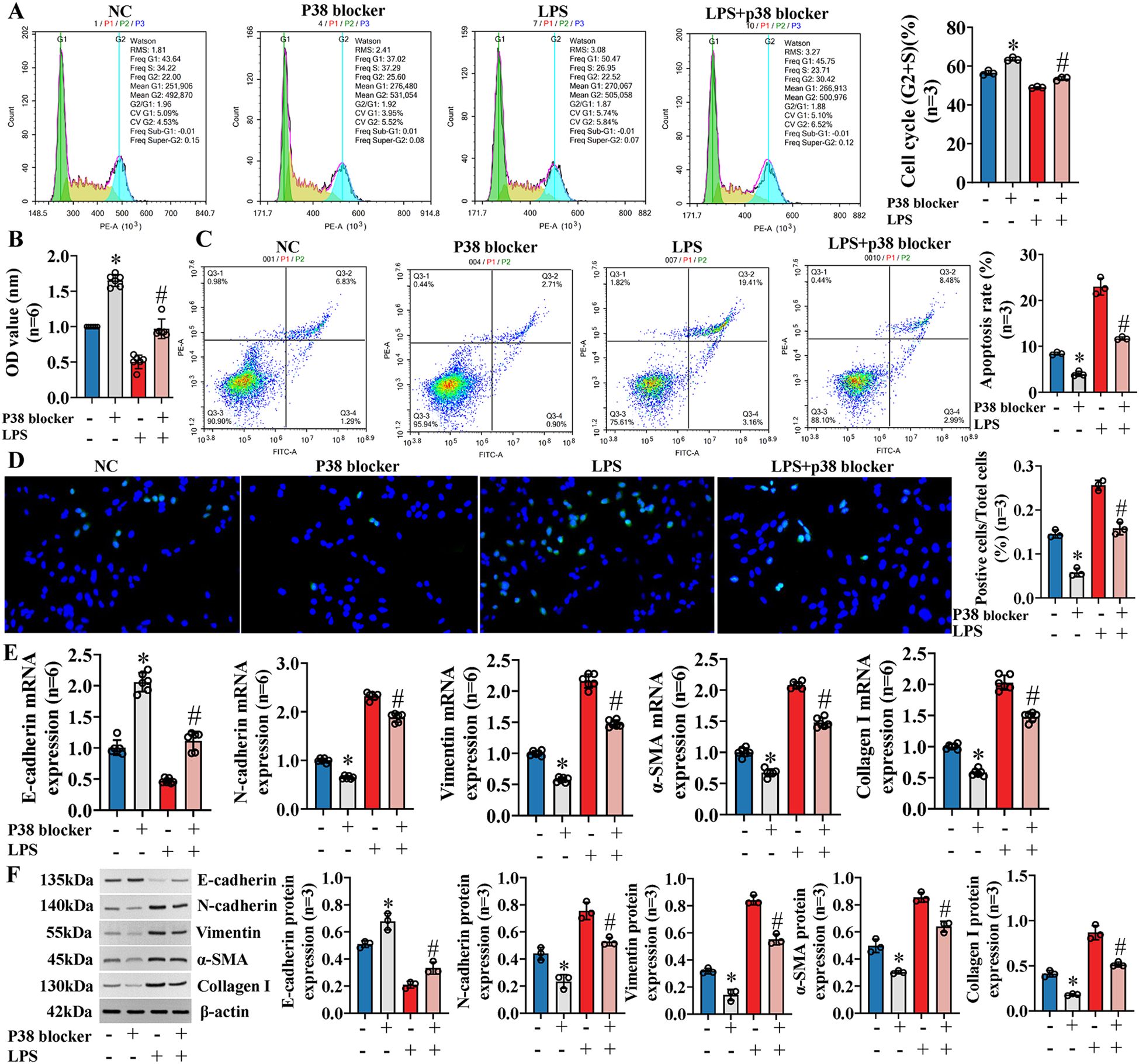 A composite image of scientific data panels exploring various cellular and molecular analyses. Panel A displays flow cytometry histograms showing cell cycle analysis under different treatments with statistical graph insets. Panel B presents a bar graph of optical density (OD) values indicating cellular activity across conditions. Panel C exhibits dot plots for apoptosis rate assessment, alongside corresponding statistical chart. Panel D shows fluorescent microscopy images of stained cells with quantified data. Panel E includes bar charts of mRNA expression levels for several markers. Panel F features Western blot images with quantification graphs for protein expression. Each panel compares effects of P38 blocker, LPS, and their combination against control.