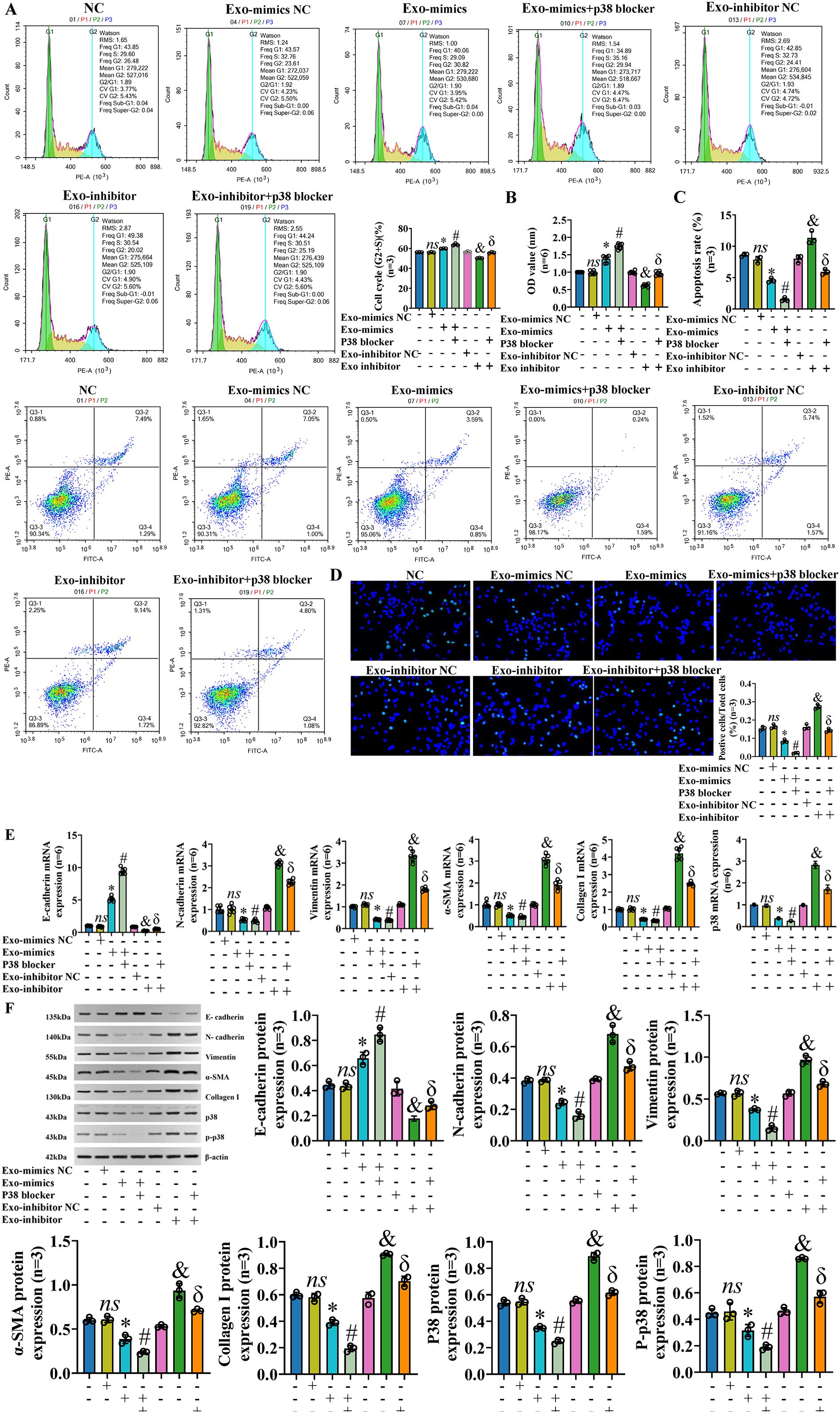 Multiple panels depict experimental data. Panel A shows histograms of cell cycle distribution across six conditions: NC, Exo-mimics NC, Exo-mimics, Exo-mimics+p38 blocker, Exo-inhibitor NC, and Exo-inhibitor+p38 blocker. Panel B presents a bar graph of OD values. Panel C displays a bar graph of apoptosis rates. Panel D includes microscopic images of cells with corresponding bar graph analysis. Panel E features bar graphs of mRNA expression levels. Panel F shows Western blot images with related bar graphs for protein expression. Each graph or image describes different experimental variables and results.