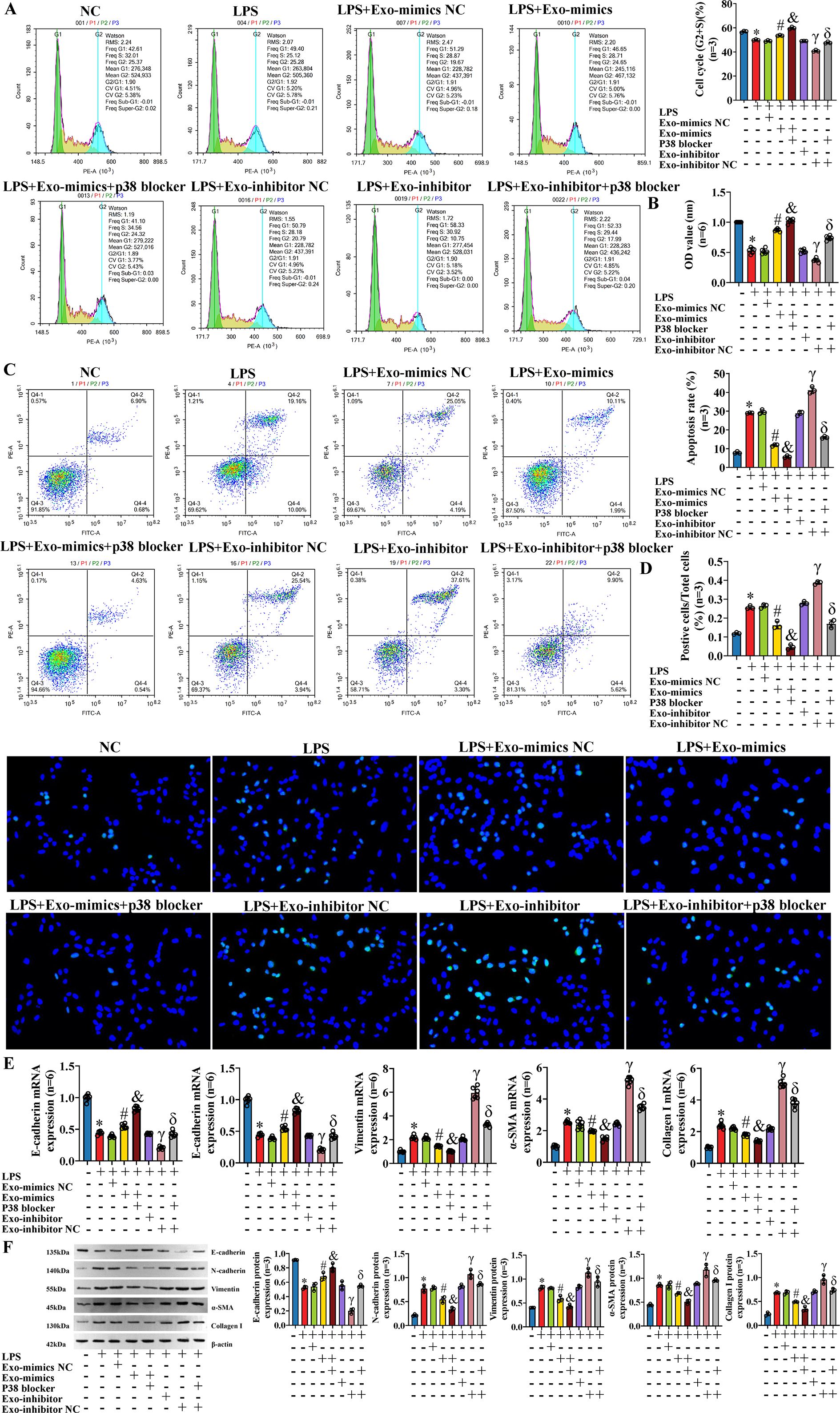 Graphs, histograms, and images in a scientific figure illustrate the effects of different treatments, including LPS, Exo-mimics, and inhibitors, on cellular processes. Panels A and C show flow cytometry data with various conditions, while corresponding bar charts depict quantitative analyses. Panel B illustrates OD values, and panel D shows apoptosis rates. Panel E presents mRNA expressions of markers like E-cadherin and Vimentin, with associated charts. Panel F displays western blot results for protein levels. Each treatment combination demonstrates distinct effects on cellular characteristics, indicated by annotations and statistical symbols in the charts.