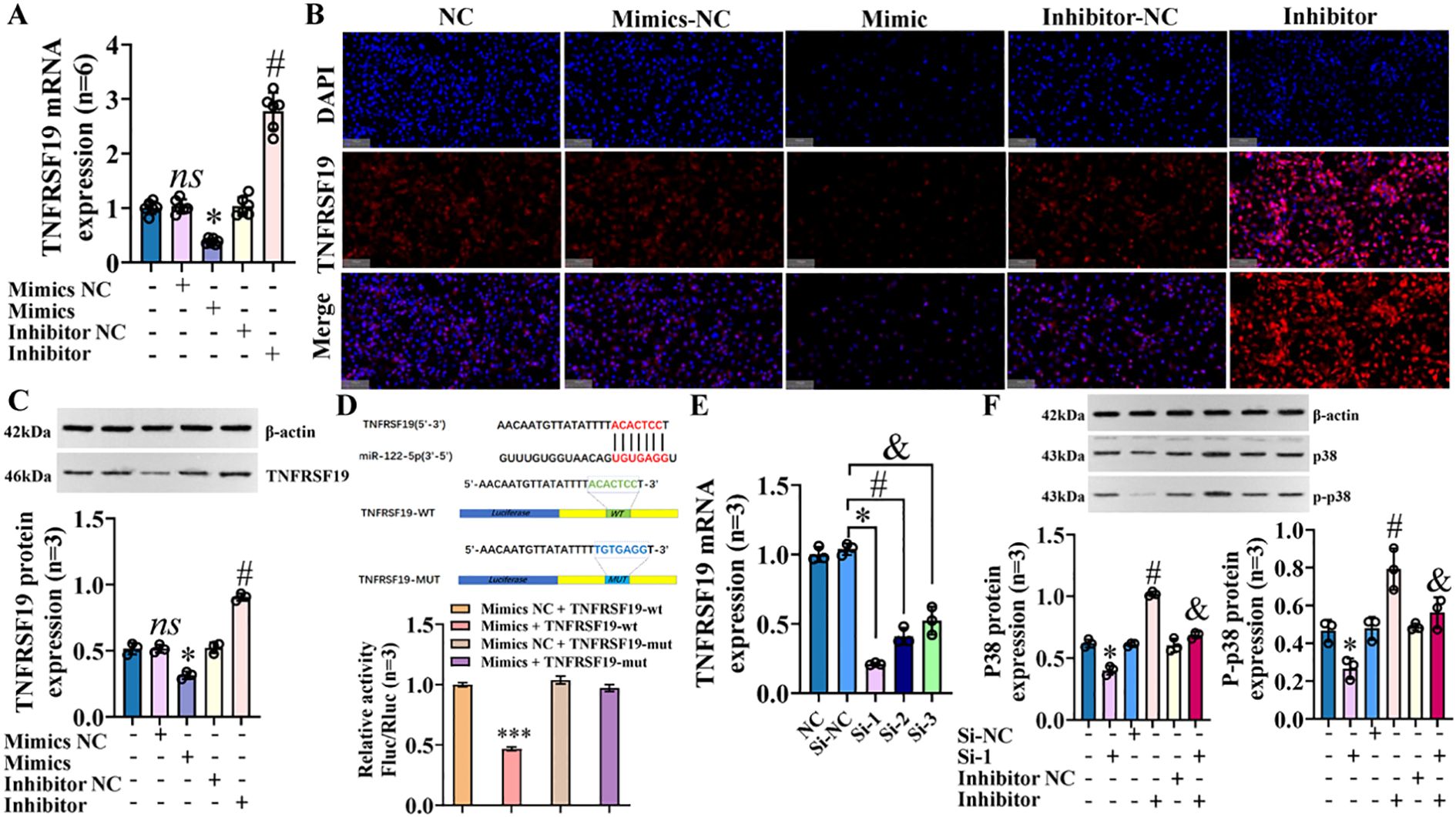 Composite image showing six panels analyzing TNFRSF19 mRNA and protein expression. Panel A displays a bar graph of TNFRSF19 mRNA levels in different treatments. Panel B contains fluorescence microscopy images showing TNFRSF19 expression under four conditions. Panel C presents Western blots for TNFRSF19 and β-actin with a bar graph beneath. Panel D illustrates a diagram of TNFRSF19 and miR-122-5p binding sites, accompanied by a bar graph of relative activity. Panel E shows a bar graph of mRNA expression under different conditions. Panel F contains Western blots for p38, p-p38, and β-actin, with corresponding bar graphs of protein expression.