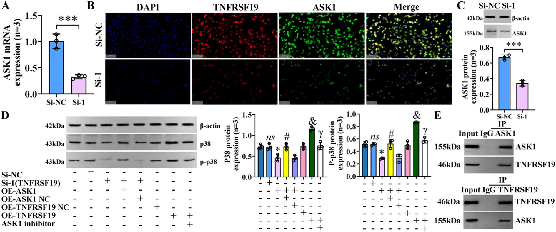 A composite image displays various experimental results. Panel A shows a bar graph of ASK1 mRNA expression levels, with Si-NC significantly higher than Si-1. Panel B contains fluorescence microscopy images illustrating expression patterns of DAPI, TNFRSF19, and ASK1, plus a merged view. Panel C presents a Western blot and bar graph showing ASK1 protein levels, higher in Si-NC. Panel D features Western blots and graphs for proteins β-actin, p38, and p-p38 across different conditions. Panel E displays immunoprecipitation results for ASK1 and TNFRSF19 protein interactions.