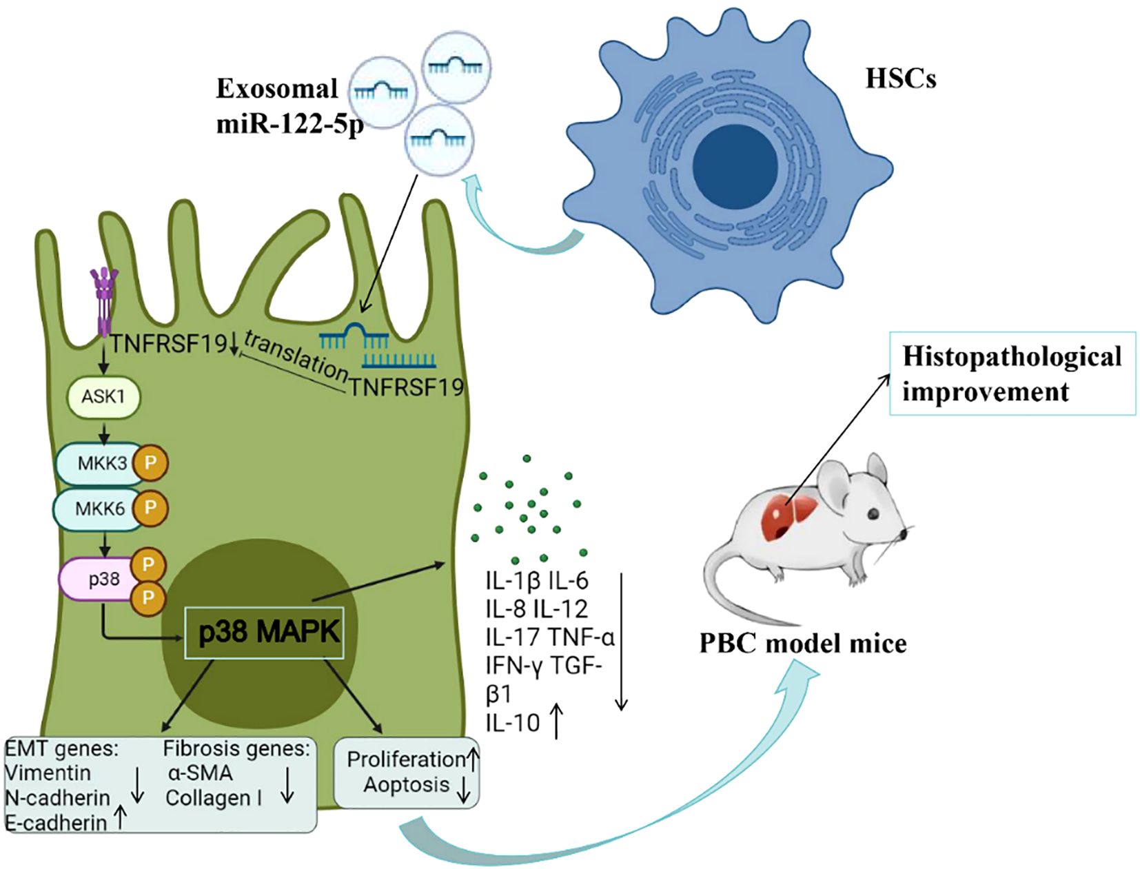 Diagram illustrating the role of exosomal miR-122-5p in affecting pathways in cells and PBC model mice. miR-122-5p influences the translation of TNFRSF19, impacting the p38 MAPK signaling pathway, including ASK1, MKK3, and MKK6, and regulating genes related to EMT, fibrosis, proliferation, and apoptosis. This is linked to histopathological improvements in PBC (Primary Biliary Cholangitis) model mice. Arrows indicate the flow and effect of each component.