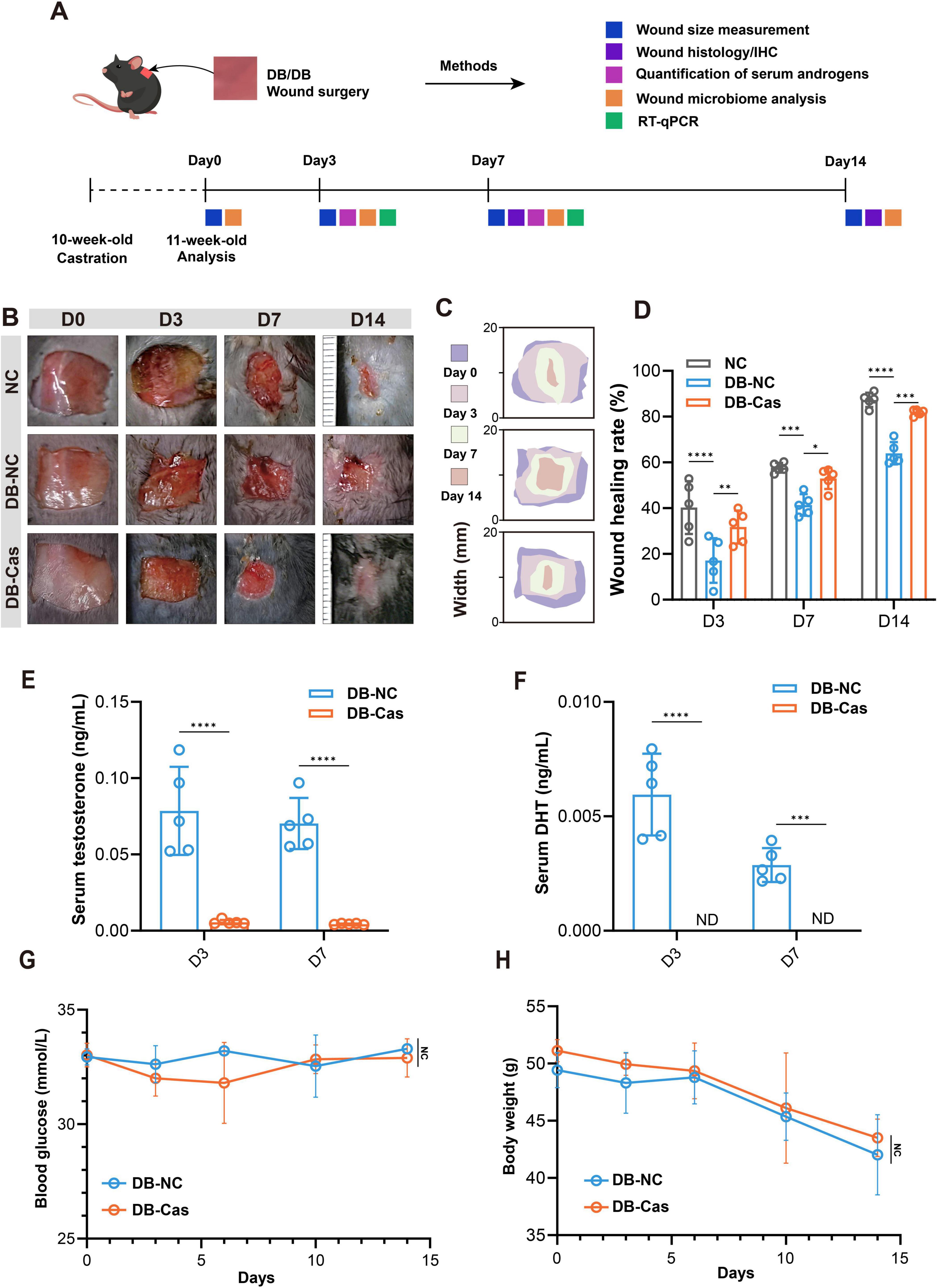 A series of panels showing a scientific study on wound healing in mice. Panel A describes a timeline of experiments from surgery to analysis. Panel B shows images of wound healing over 14 days across different groups: NC, DB-NC, and DB-Cas. Panel C illustrates wound healing rates as layered charts. Panel D displays a bar graph of wound healing percentages over time. Panel E and F are bar graphs showing serum testosterone and DHT levels, respectively. Panel G depicts a line graph of blood glucose levels, while Panel H shows body weight changes over time.