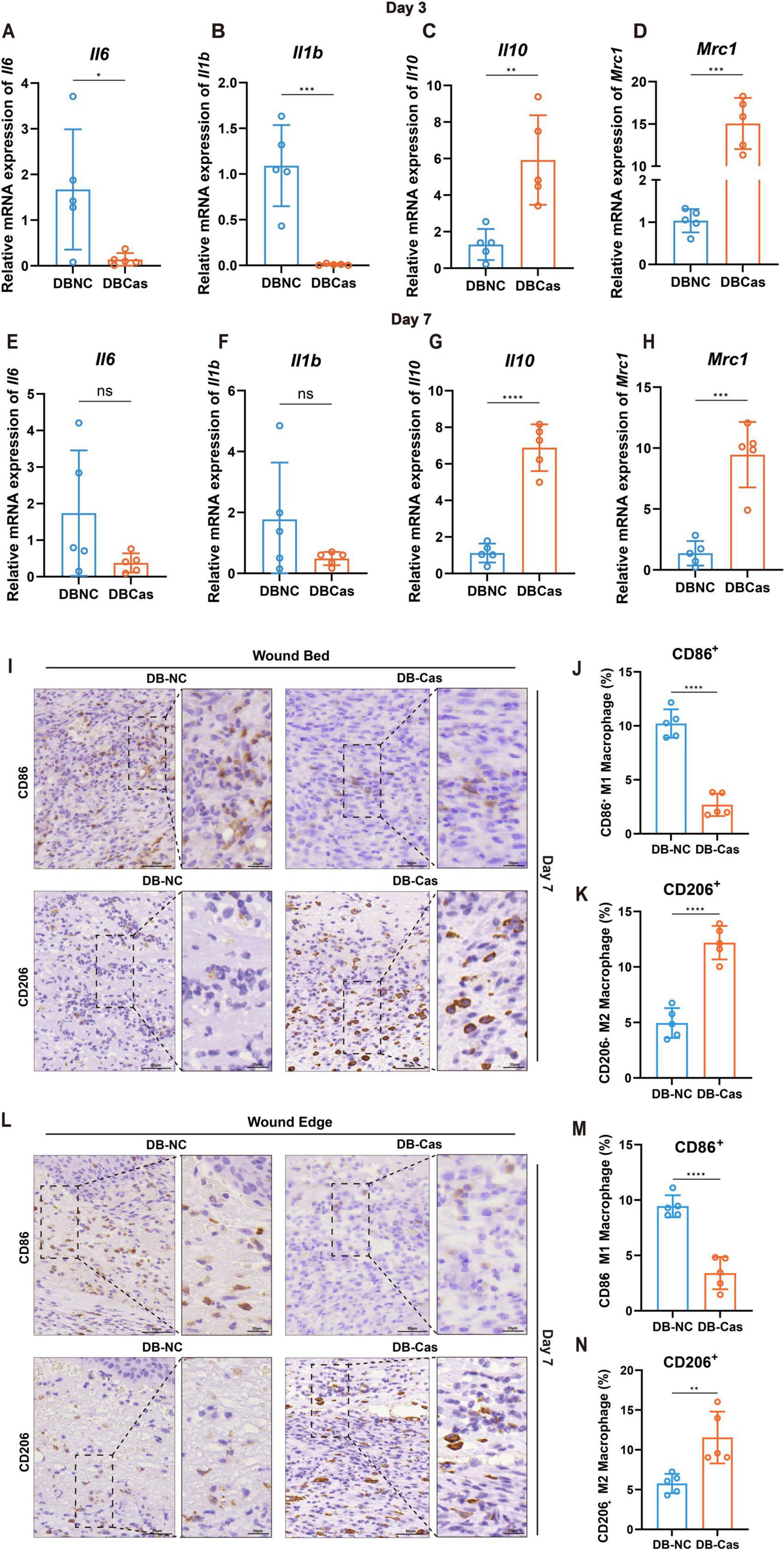 Graphs and images show effects of treatments DBNC and DBCas on mRNA expression of various genes (Il6, Il1b, Il10, Mrc1) at days 3 and 7. Immunohistochemistry images of wound bed and edge illustrate CD86 and CD206 markers, with corresponding bar graphs displaying quantification of positive macrophages. Significant differences are indicated, highlighting variations between the two treatments.