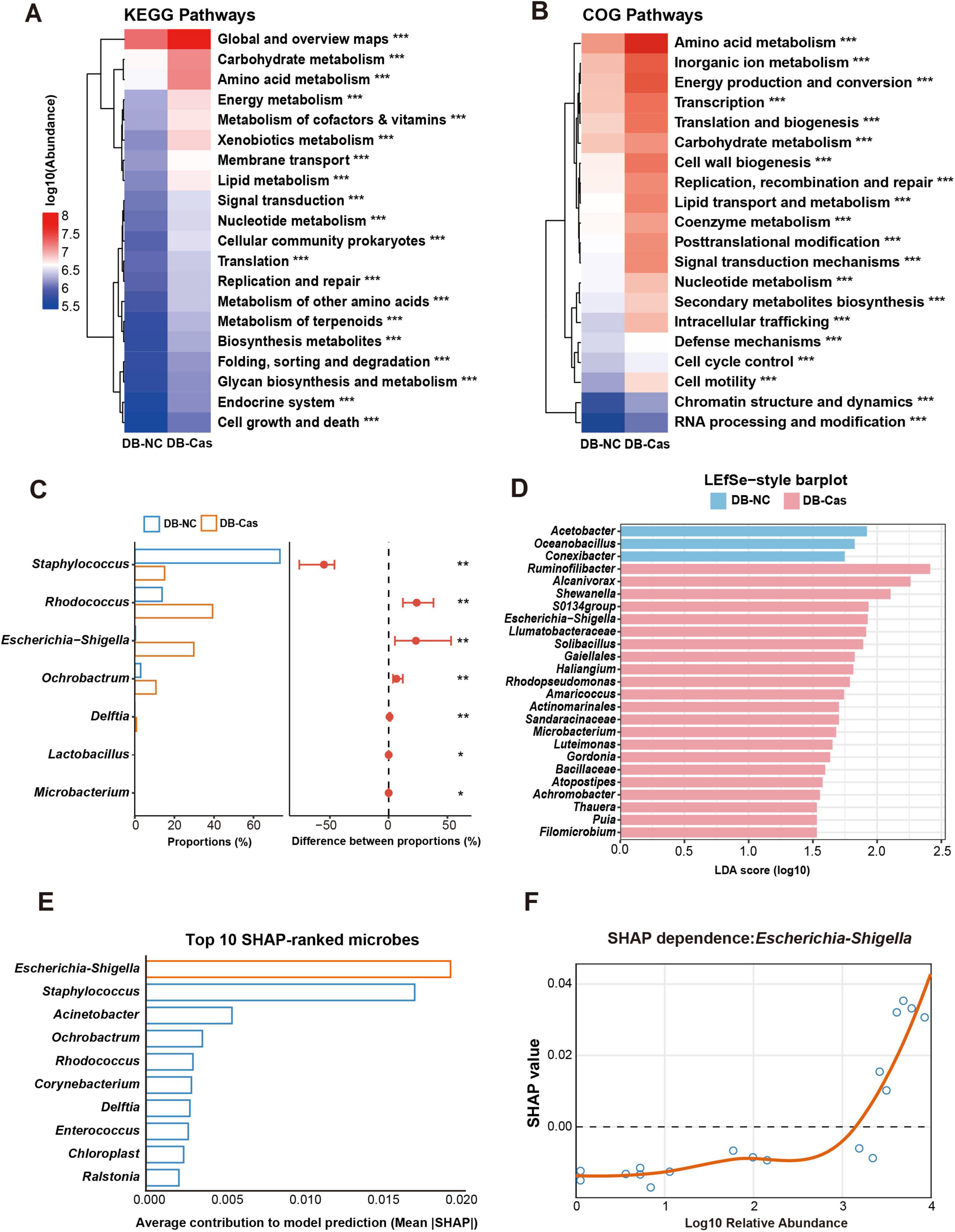 Panel A shows a heatmap of KEGG pathways, with color indicating log-transformed abundance. Panel B displays a heatmap of COG pathways. Panel C presents proportion differences of various microbes between DB-NC and DB-Cas groups, with significance levels marked. Panel D shows a bar plot of LDA scores for taxa, differentiating between DB-NC and DB-Cas groups. Panel E lists the top ten SHAP-ranked microbes by their contribution to model predictions. Panel F is a plot illustrating the SHAP value dependence on the log-transformed relative abundance of Escherichia-Shigella.
