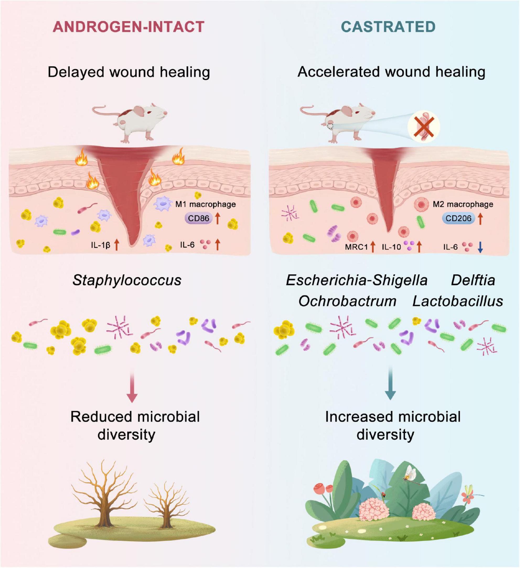 Diagram comparing wound healing in androgen-intact and castrated scenarios. On the left, androgen-intact: delayed healing, M1 macrophage presence, reduced microbial diversity with Staphylococcus. On the right, castrated: accelerated healing, M2 macrophage presence, increased microbial diversity with Escherichia, Shigella, Delftia, Ochrobactrum, and Lactobacillus. Illustrations include different macrophages and microbial diversities with distinct healing processes.