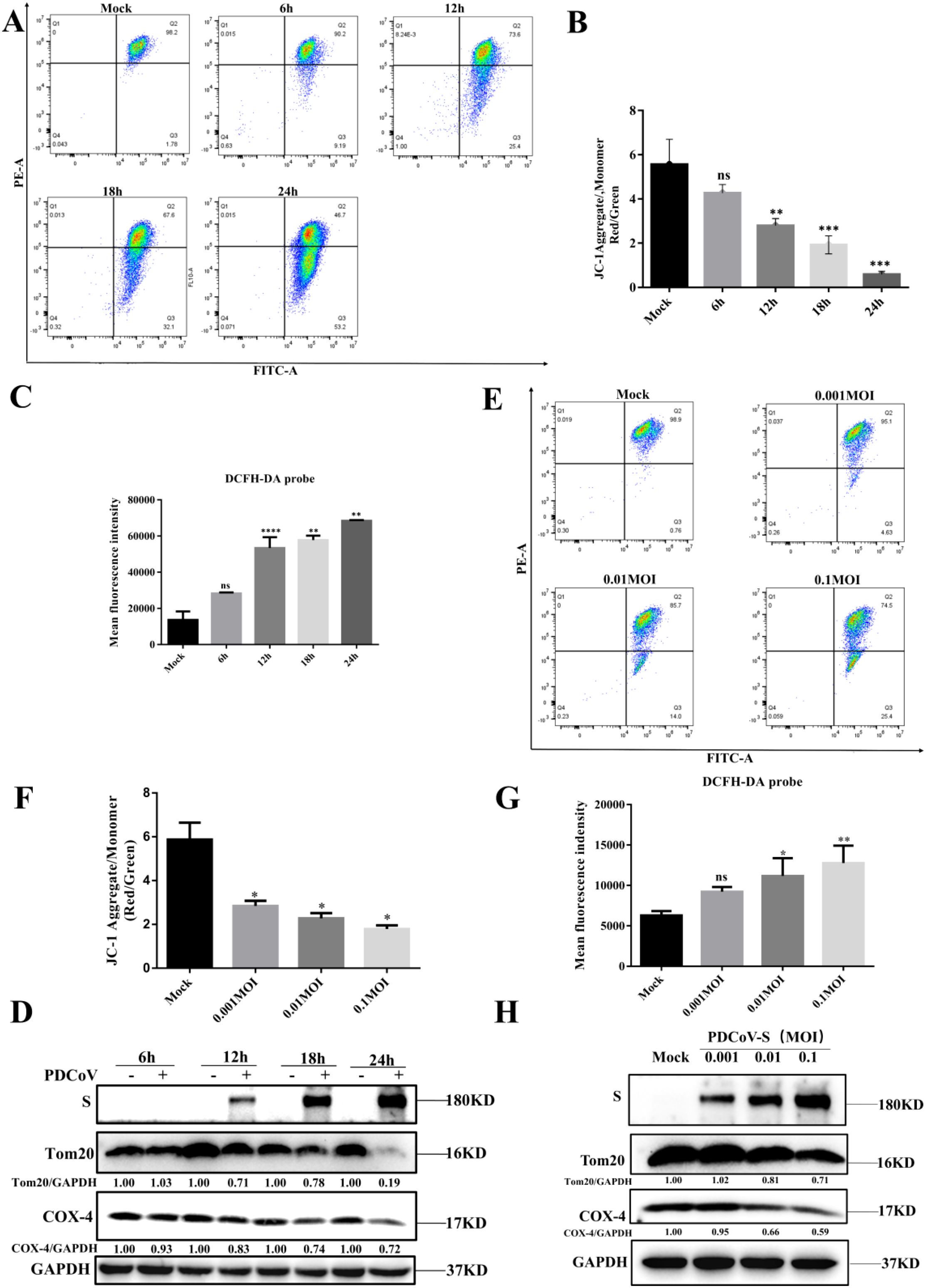 A series of scientific data visualizations showing flow cytometry results, bar graphs, and Western blots. Panel A displays flow cytometry scatter plots at various time points. Panel B shows a bar graph comparing JC-1 aggregate to monomer ratios. Panel C is a bar graph of mean fluorescence intensity using the DCFH-DA probe. Panel D presents Western blot results for proteins Tom20, COX-4, and GAPDH over time. Panel E shows flow cytometry at different multiplicities of infection (MOI). Panel F illustrates a bar graph of JC-1 ratios at varying MOIs. Panel G provides mean fluorescence intensity data. Panel H includes Western blot results at different MOIs.
