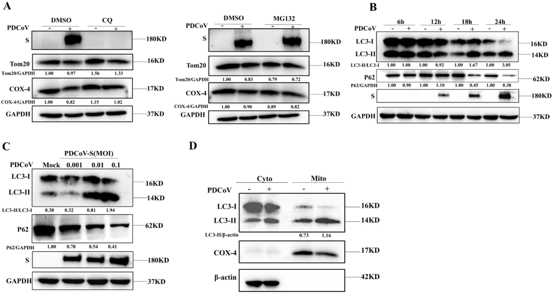 Western blot analysis with four panels labeled A, B, C, and D. Panel A shows protein bands for PDCoV with treatments DMSO and CQ, highlighting Tom20, COX-4, and GAPDH levels. Panel B shows time-dependent PDCoV effects with LC3-I, LC3-II, P62, and GAPDH. Panel C shows PDCoV at varying MOI on LC3 and P62. Panel D shows cytoplasmic and mitochondrial fractions with LC3, COX-4, and beta-actin proteins. The molecular weights are marked beside each band.