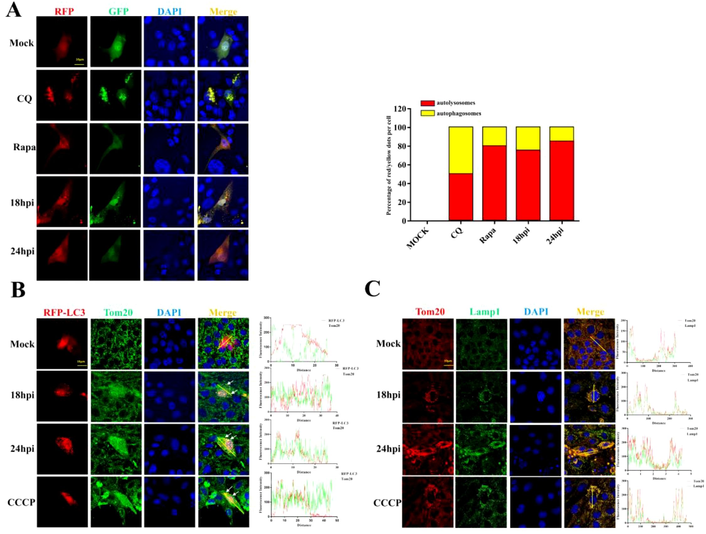 Panel A shows fluorescence microscopy images of cells under different treatments: Mock, CQ, Rapa, 18 hpi, and 24 hpi. Images display red, green, and blue channels for RFP, GFP, and DAPI, respectively, with a merged view. A bar chart represents the percentage of autolysosomes and autophagosomes. Panel B displays similar microscopy images labeled with RFP-LC3, Tom20, and DAPI, showing distribution under Mock, 18 hpi, 24 hpi, and CCCP conditions, accompanied by intensity graphs. Panel C presents images labeled with Tom20, Lamp1, and DAPI, with corresponding graphs for Mock, 18 hpi, 24 hpi, and CCCP, indicating lysosomal and mitochondrial localization.