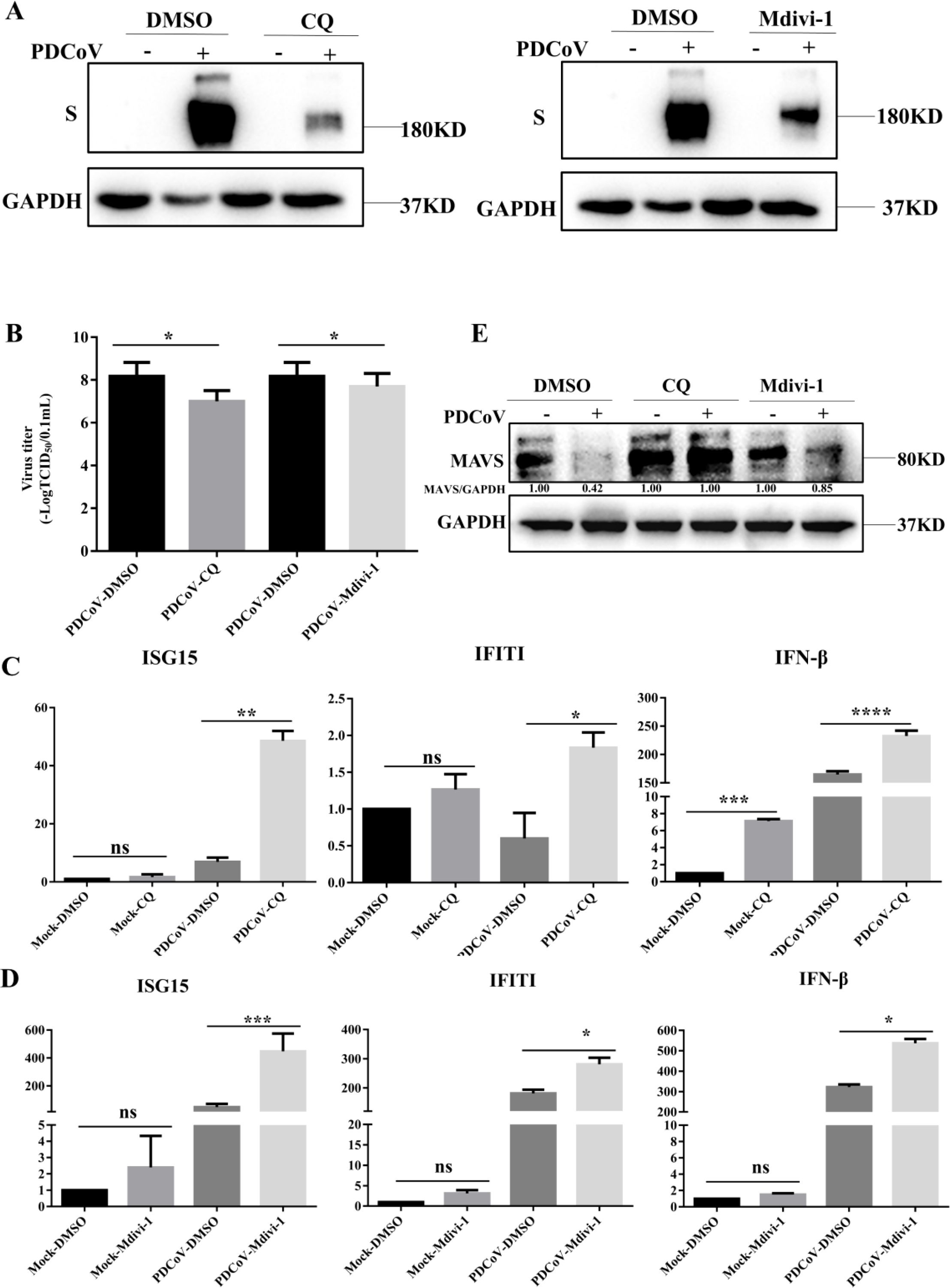 Composite image with western blot and bar chart panels. (A) Western blots showing protein expression of S and GAPDH in PDCov, DMSO, and CQ conditions. (B) Bar chart of virus titer under various conditions, with significant differences marked. (C) Bar charts for ISG15, IFIT1, and IFN-β expression levels with significant markers. (D) Similar bar charts showing expression changes with Mdivi-1. (E) Western blots for MAVS and GAPDH expressions across treatment conditions, including CQ and Mdivi-1, with ratios noted below.