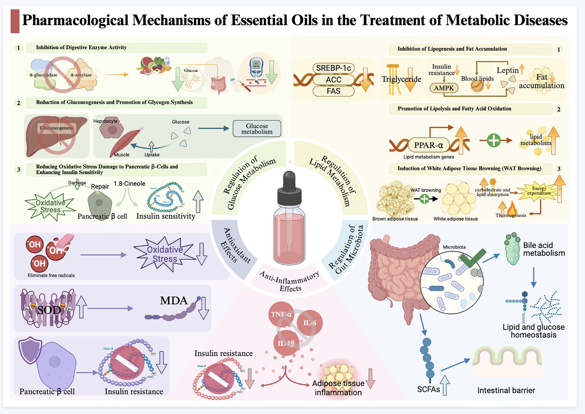 Diagram illustrating pharmacological mechanisms of essential oils in metabolic disease treatment. Shows sections on inhibiting digestive enzymes, reducing gluconeogenesis, and oxidative stress. Highlights glucose and lipid metabolism regulation, antioxidant and anti-inflammatory effects, and gut microbiota impact. Visuals include cells, hormones, and metabolic pathways. Central focus is a dropper bottle representing essential oils.