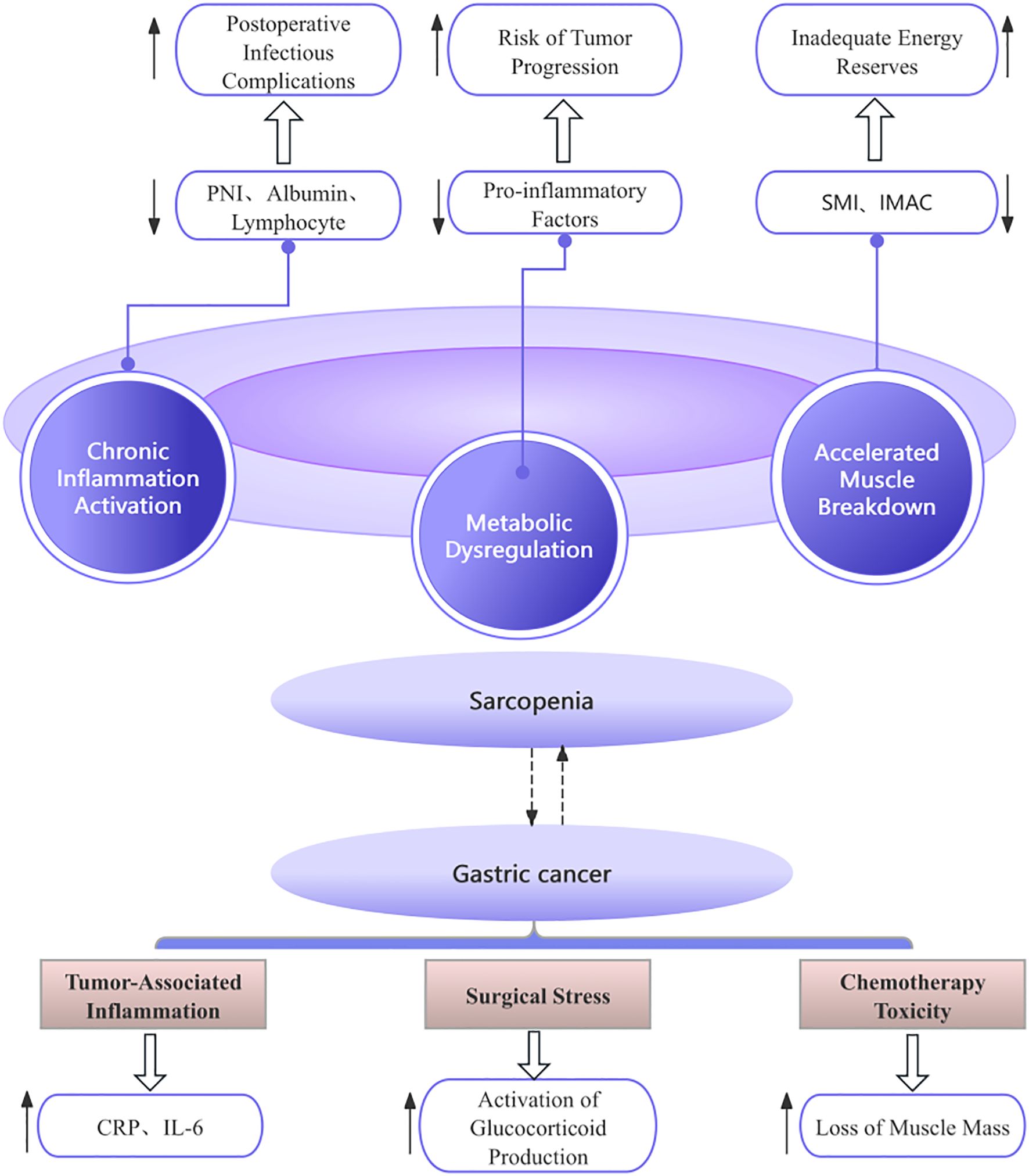 Flowchart illustrating the relationship between gastric cancer and sarcopenia. Key factors include chronic inflammation activation, metabolic dysregulation, and accelerated muscle breakdown. Influencing elements are postoperative complications, tumor progression risk, and inadequate energy reserves. Contributing factors are tumor-associated inflammation, surgical stress, and chemotherapy toxicity. The chart indicates the interaction between these components and their impact on muscle mass and cancer progression.