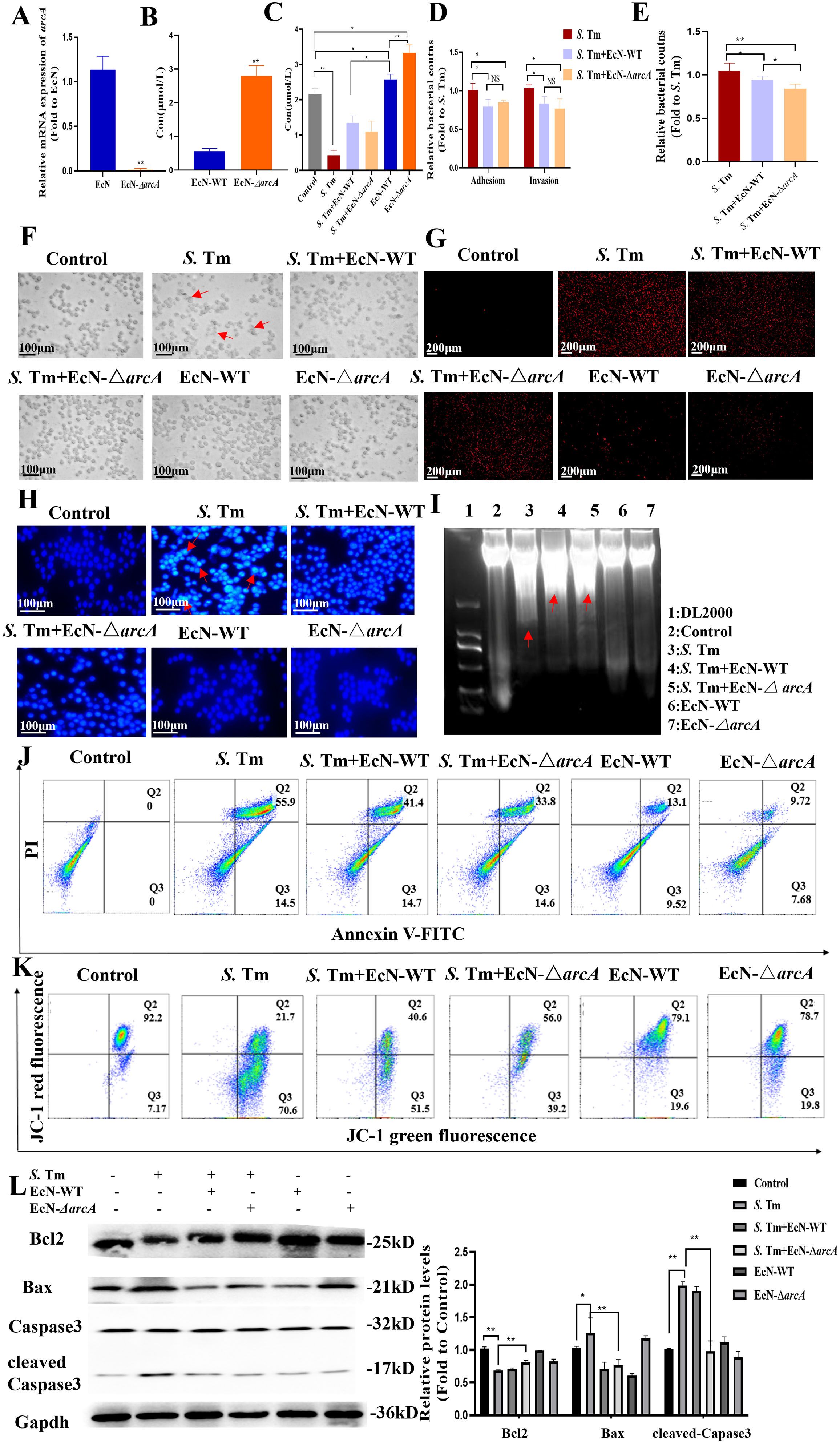 Multiple panels present various experimental results. Panels A to E display bar graphs illustrating gene expression, enzyme activity, and bacterial adhesion and invasion, with significance indicated by asterisks. Panels F to H show microscopy images depicting cellular changes under different conditions. Panel I features a gel electrophoresis image with labeled lanes, indicating DNA fragmentation. Panels J and K contain flow cytometry plots illustrating cell apoptosis and mitochondrial changes. Panel L presents a Western blot analysis and a corresponding bar graph, highlighting protein expression levels across different samples.
