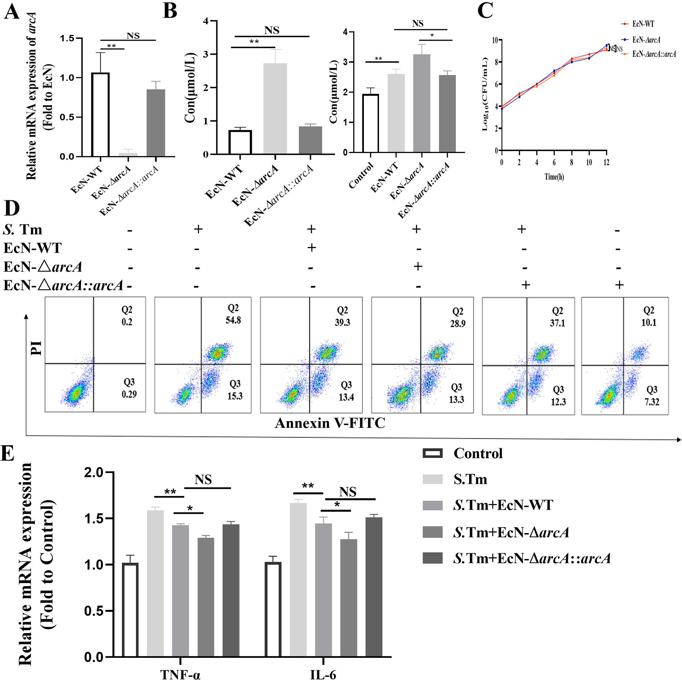 Graphs and charts show experimental data on the effects of different bacterial strains. Panel A displays arcA mRNA expression; Panel B illustrates average well concentrations; Panel C is a growth curve for three strains. Panel D presents flow cytometry dot plots showing annexin V-FITC and PI staining results under different conditions. Panel E exhibits relative mRNA expression levels of TNF-α and IL-6 with various treatments. Statistical significance is indicated with asterisks, and “NS” denotes no significance.