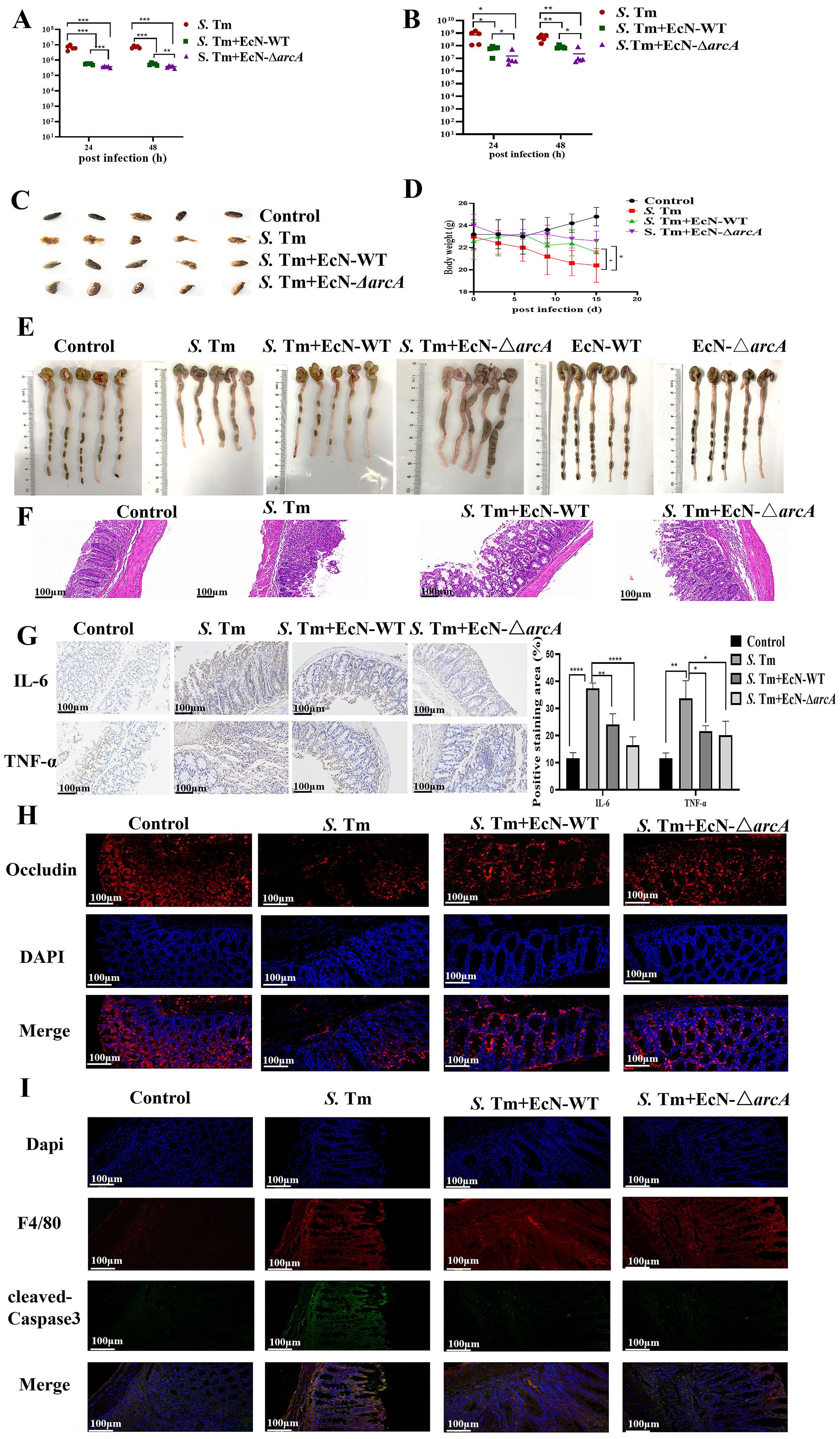 Graphs and images depict study results on the effects of different bacterial treatments post-infection. Panels A and B show quantified bacterial counts. Panel C displays images of infected samples. Panel D illustrates a line graph of body weight changes over days post-infection. Panel E shows comparative images of intestinal tissues. Panel F contains histological sections stained to show tissue structure. Panel G features immunohistochemistry results for IL-6 and TNF-α expression with corresponding bar graphs. Panels H and I exhibit fluorescence microscopy images showing occludin, DAPI, F4/80, and cleaved-Caspase3 with merged views.