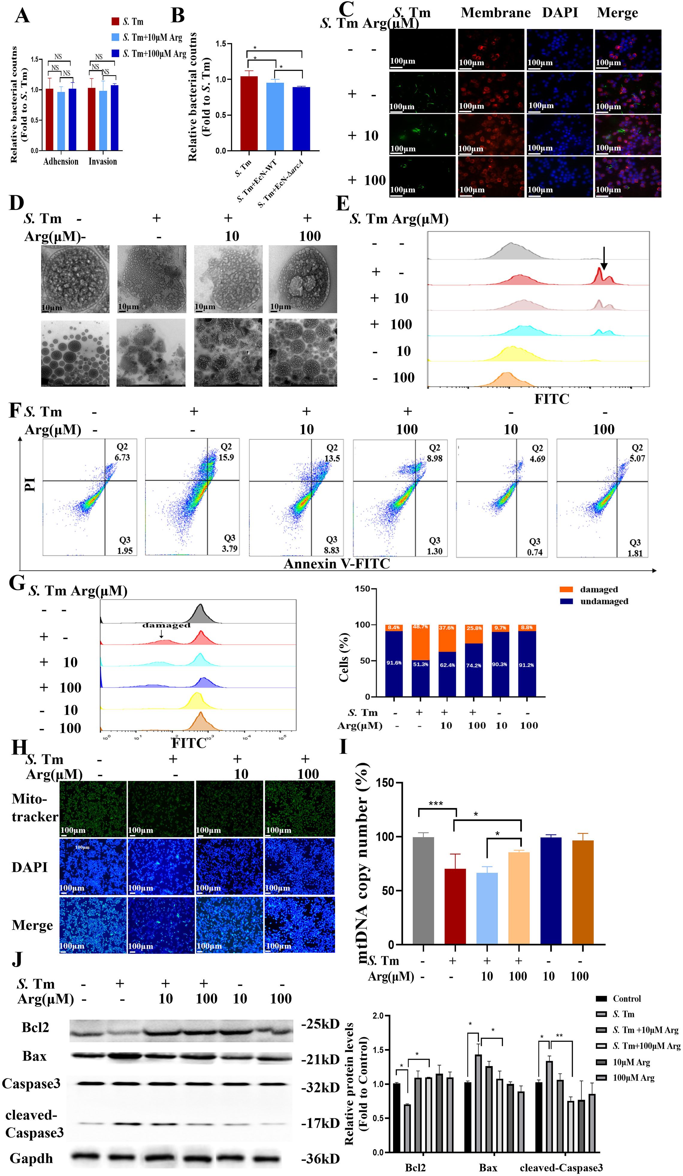 Scientific image displaying multiple panels with various experiments related to bacterial interactions, cytometry analysis, microscopy images, and protein analysis. Panel A shows a bar graph of bacterial adhesion and invasion rates. Panel B includes a bar graph of bacteriostatic rates. Panel C provides microscopy images with membrane, DAPI, and merged views under different conditions. Panel D presents electron microscopy images of samples. Panel E and F display flow cytometry results with different colored FITC profiles. Panel G combines flow cytometry data with a bar chart of damaged versus undamaged counts. Panel H contains mito-tracker and DAPI microscopy images. Panel I has a bar graph of mitochondrial DNA copy numbers. Panel J includes Western blot results with protein expression levels and a corresponding bar graph.