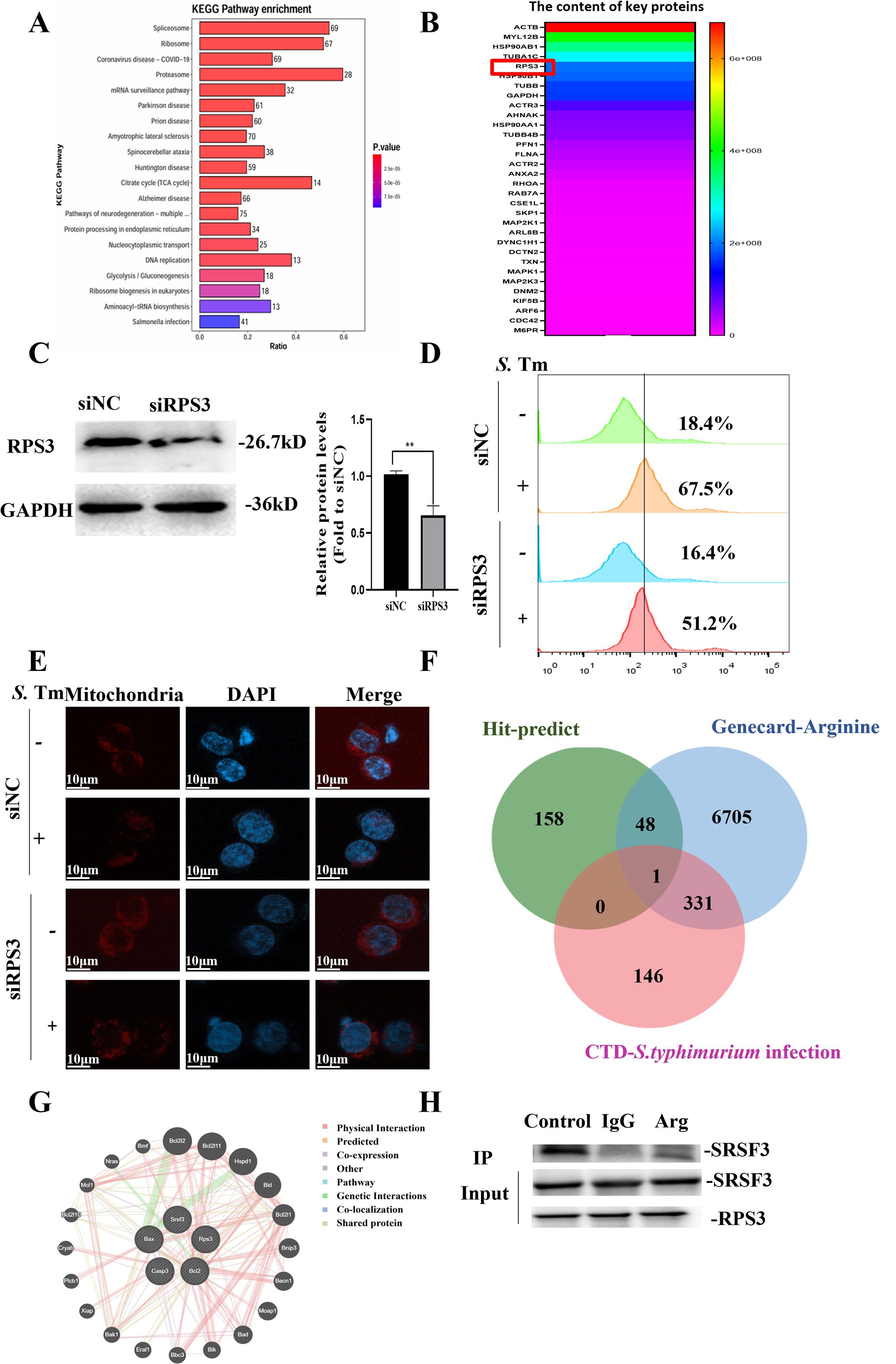 Various scientific data visualizations and results are presented, including: A) KEGG pathway enrichment bar chart highlighting pathways related to ribosome and coronavirus. B) Heat map showing gene expression levels with RPS3 marked. C) Western blot analysis comparing RPS3 and GAPDH levels in siNC and siRPS3 with a bar graph indicating a significant decrease in RPS3 expression post-siRPS3 treatment. D) Flow cytometry histograms depicting percentage differences in cell populations between siNC and siRPS3. E) Microscopy images showing mitochondrial staining in cells with and without siRPS3 treatment. F) Venn diagram illustrating overlapping genes across three data sources, with a focus on CTD-Salmonella infection. G) Network diagram showcasing protein-protein interactions with various colored lines representing different interaction types. H) Co-immunoprecipitation results showing interactions between SRSF3 and RPS3 proteins.