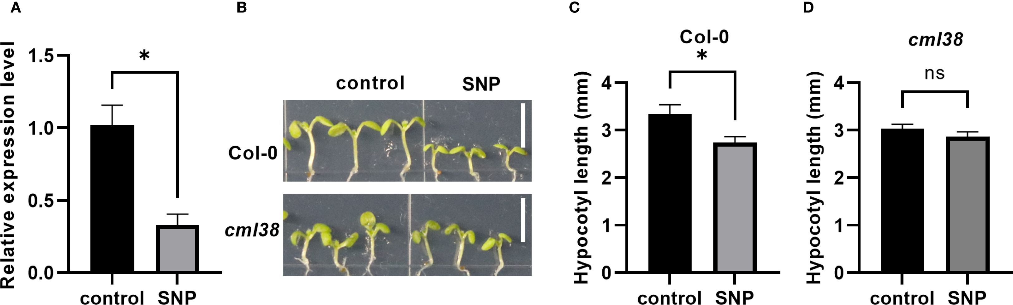 Graphs and plant images illustrate the effects of SNP treatment. Panel A shows relative expression levels with control higher than SNP, marked significant. Panel B displays Col-0 and cml38 seedlings under control and SNP conditions. Panels C and D compare hypocotyl lengths; Col-0 shows significant difference, while cml38 shows no significant change between control and SNP.