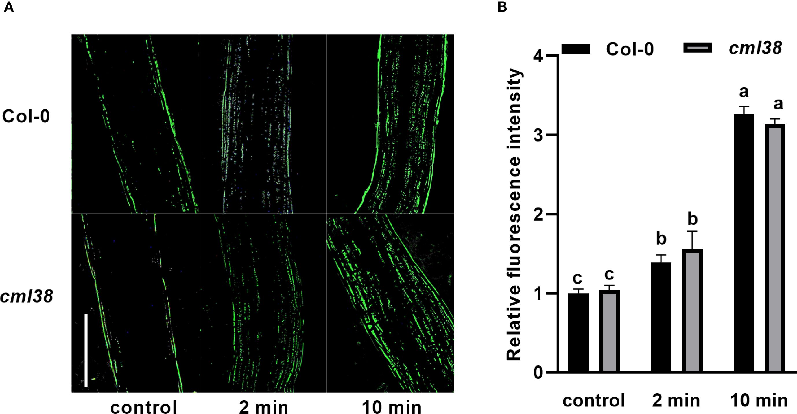 Panel A shows fluorescent images of plant root sections under two conditions, Col-0 and cml38, at control, 2-minute, and 10-minute intervals, highlighting differences in fluorescence intensity. Panel B is a bar graph displaying relative fluorescence intensity for both conditions over time. Columns labeled “Col-0” and “cml38” show increasing intensity from control to 10 minutes, with statistical significance denoted by letters a, b, and c above each bar.